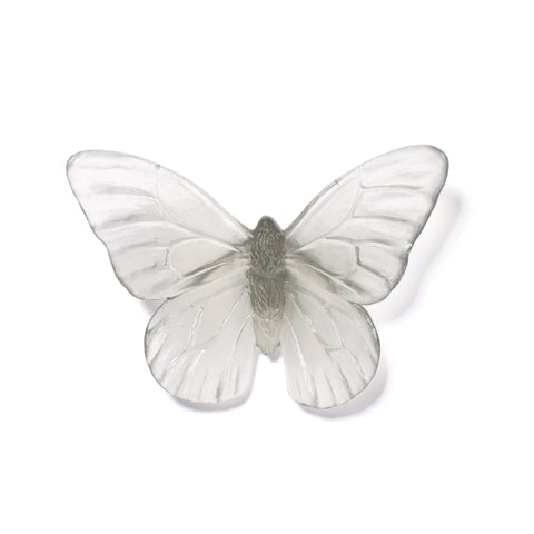 Monarch | Classic Mount Butterfly | Glass