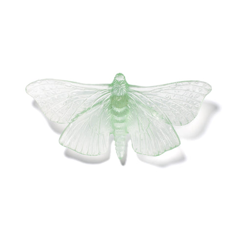 Pūriri Moth | Glass