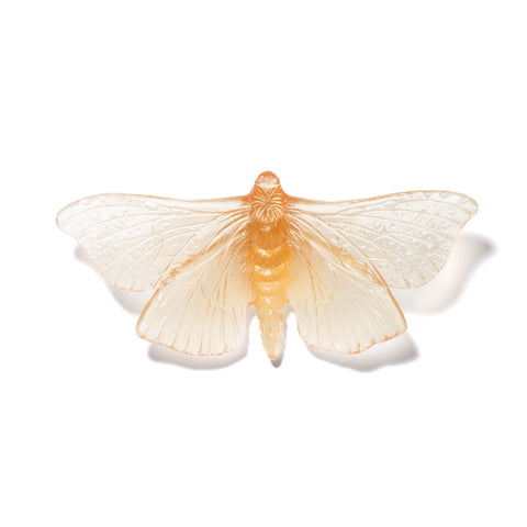 Pūriri Moth | Glass