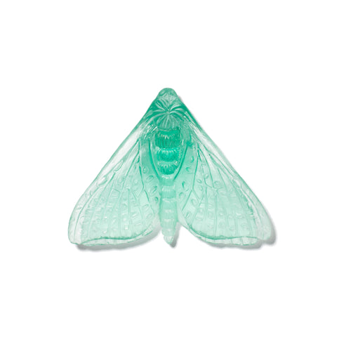 Pūriri Moth (Wings In) | Glass