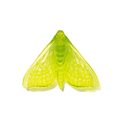 Pūriri Moth (Wings In) | Glass