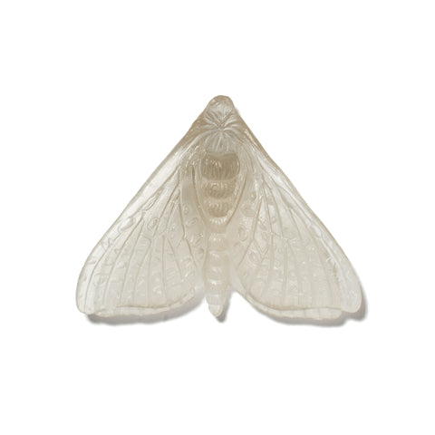 Pūriri Moth (Wings In) | Glass