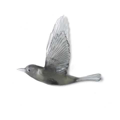 Pipiwharauroa / Shining Cuckoo | Glass Bird