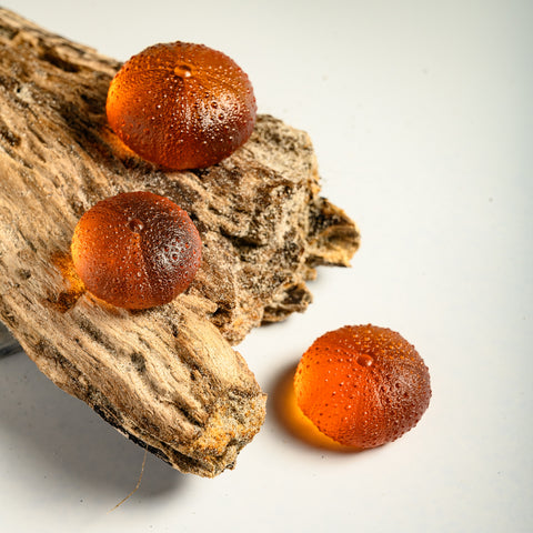 Sea Urchin - Kina | Orange | Hand Cast Glass