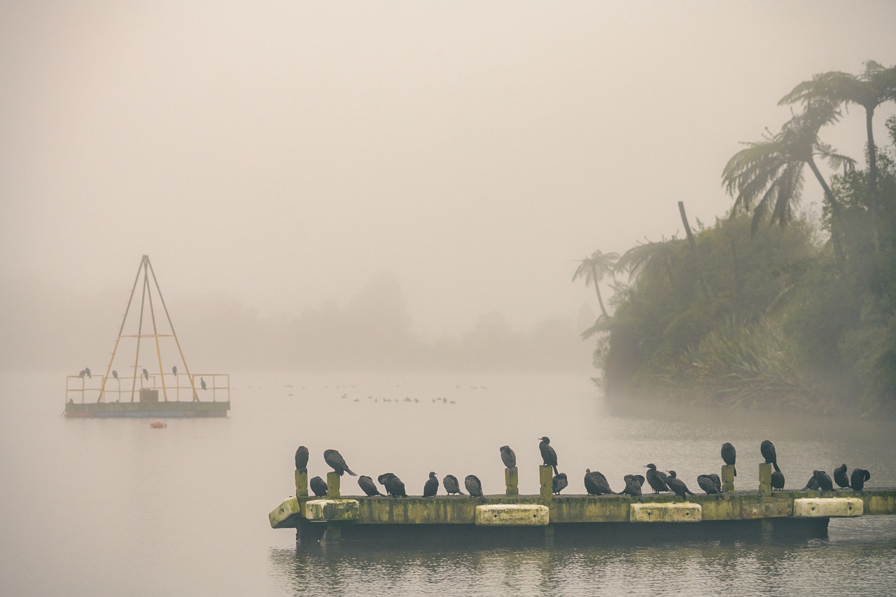 Lake Rotoiti on a Misty Morning | Limited Edition