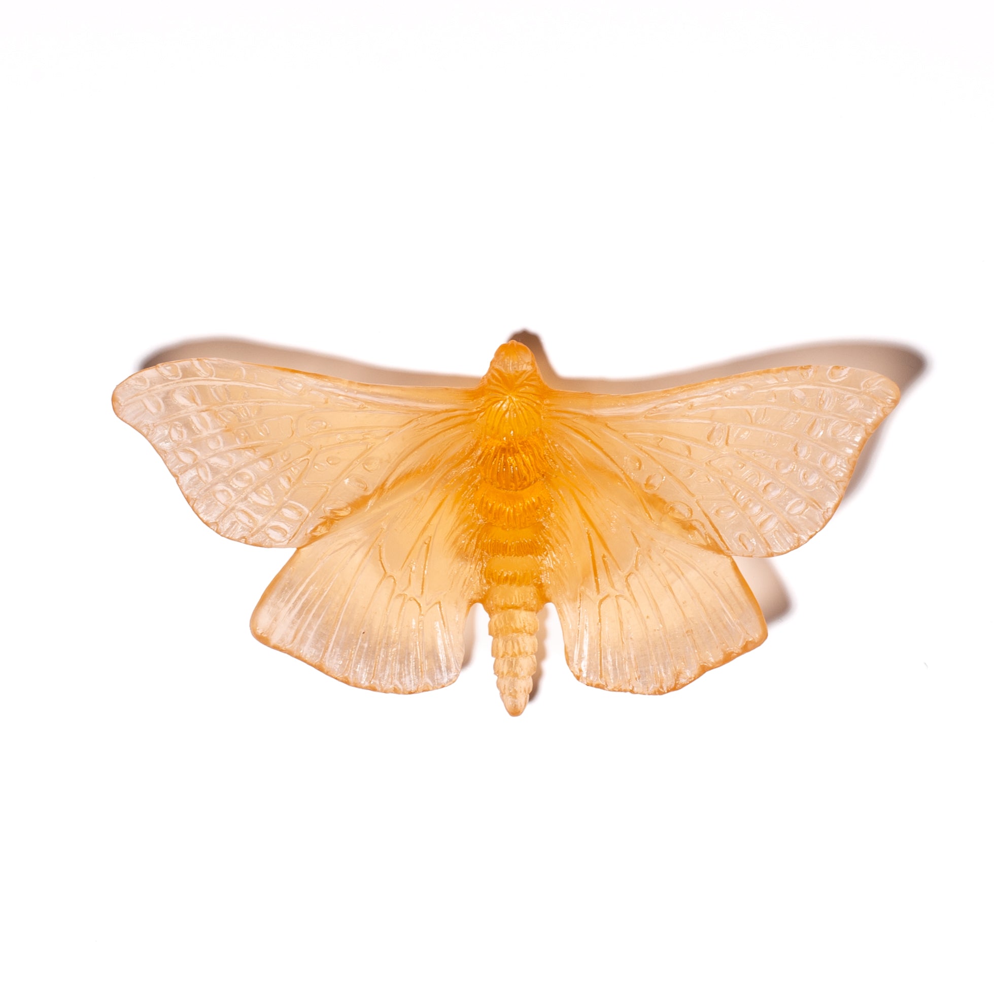 Pūriri Moth | Glass