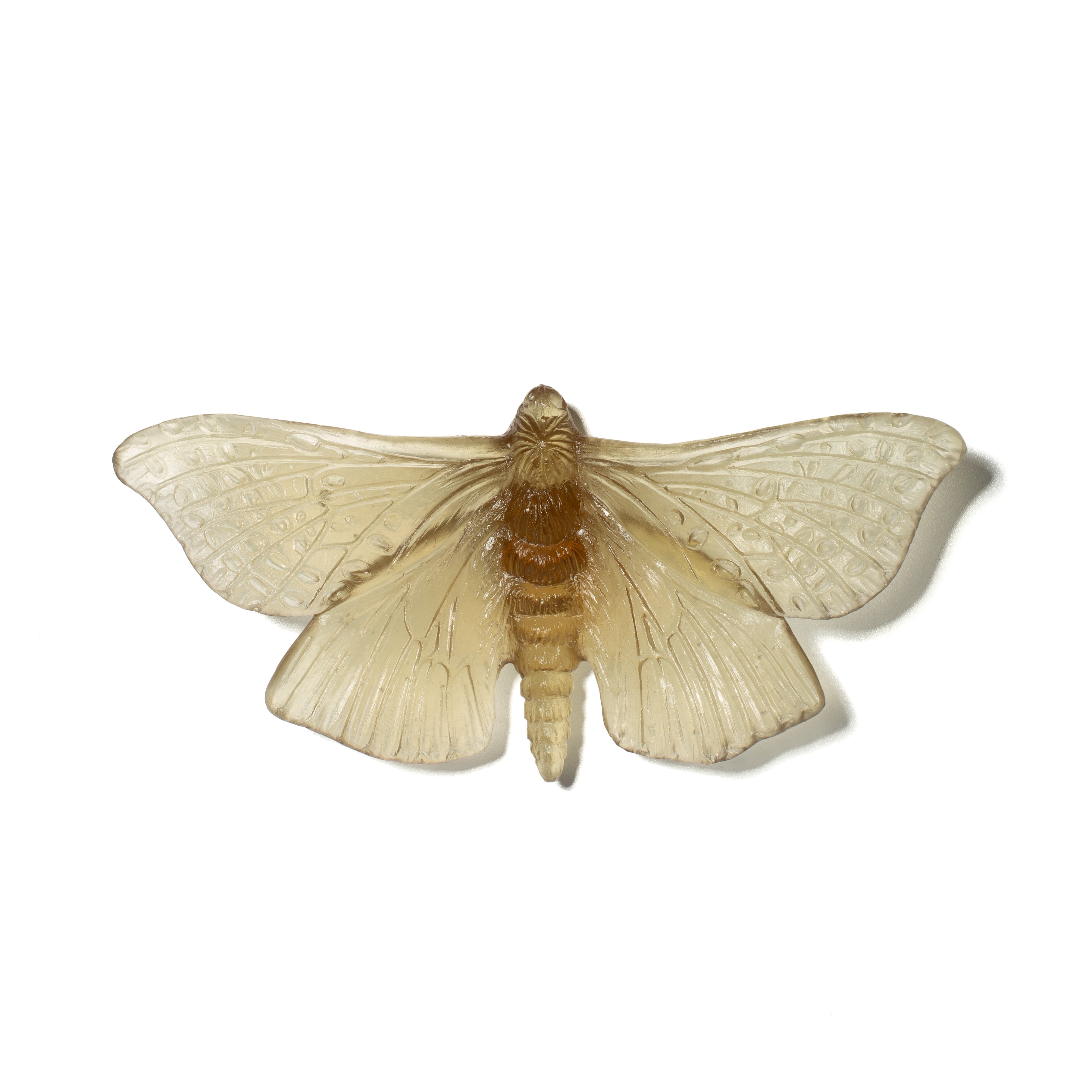 Pūriri Moth | Glass