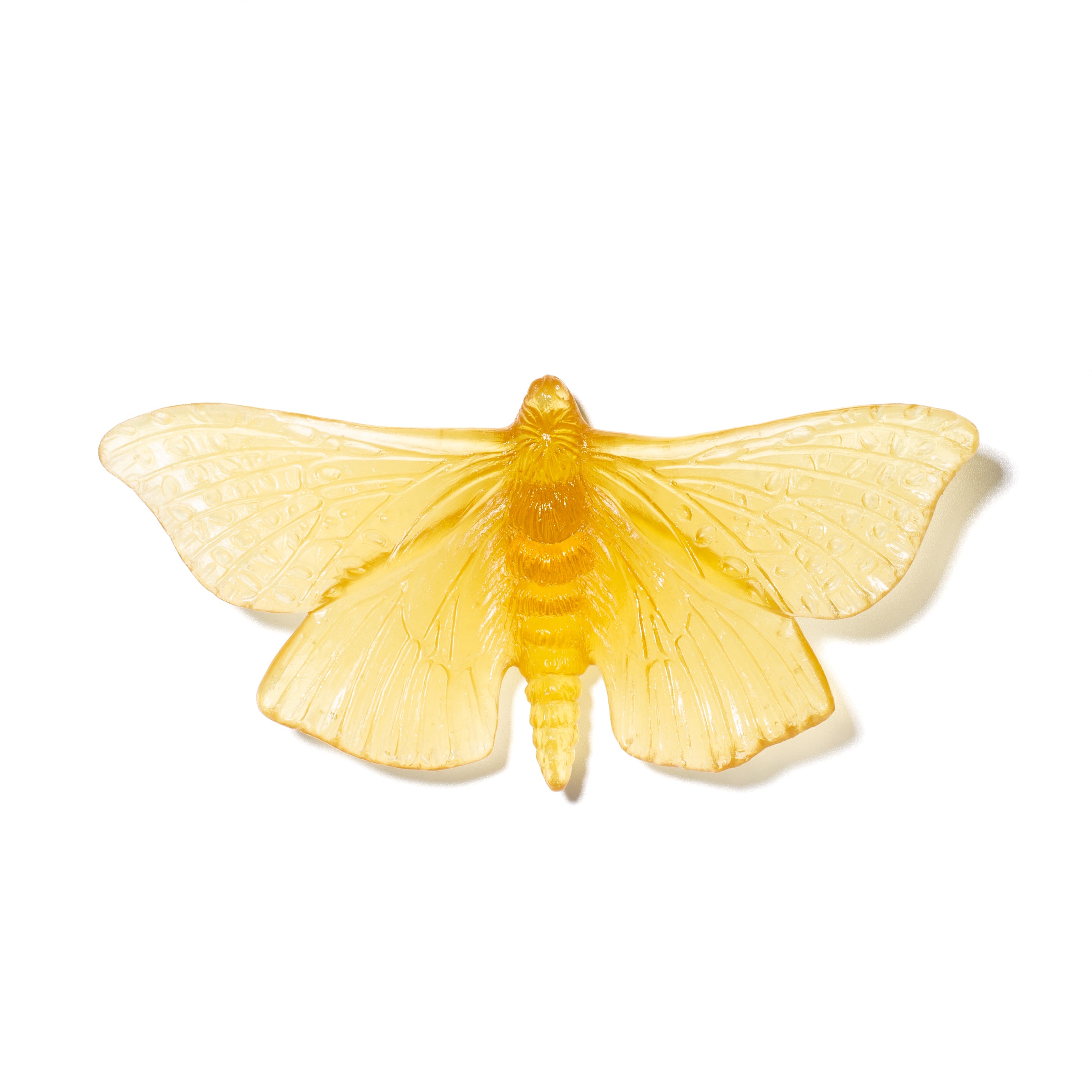 Pūriri Moth | Glass