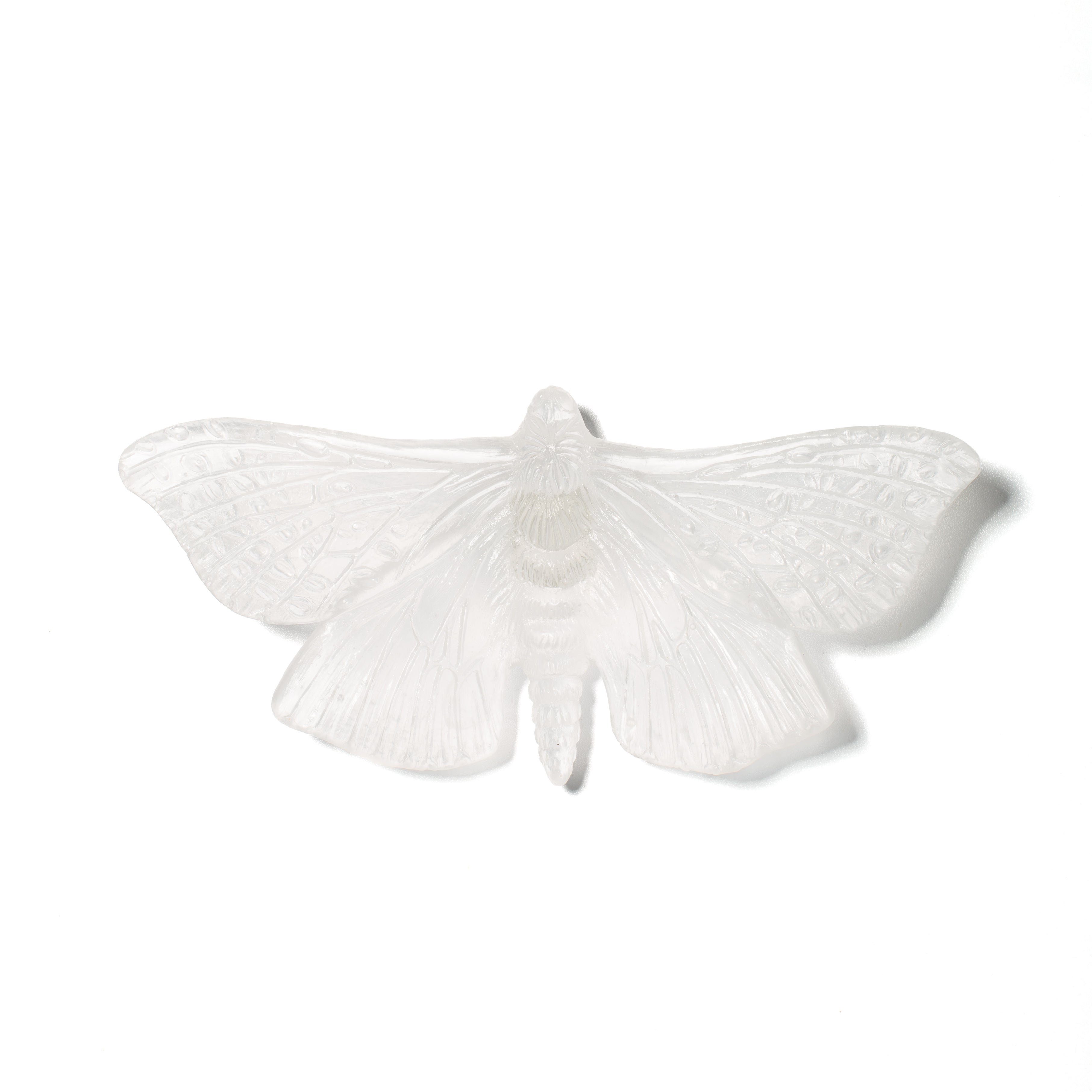 Pūriri Moth | Glass