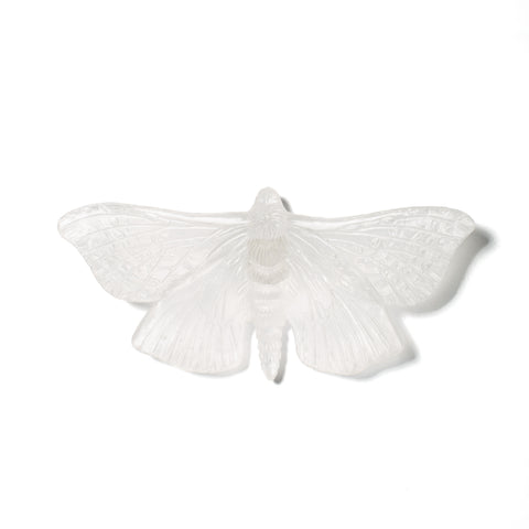 Pūriri Moth | Glass