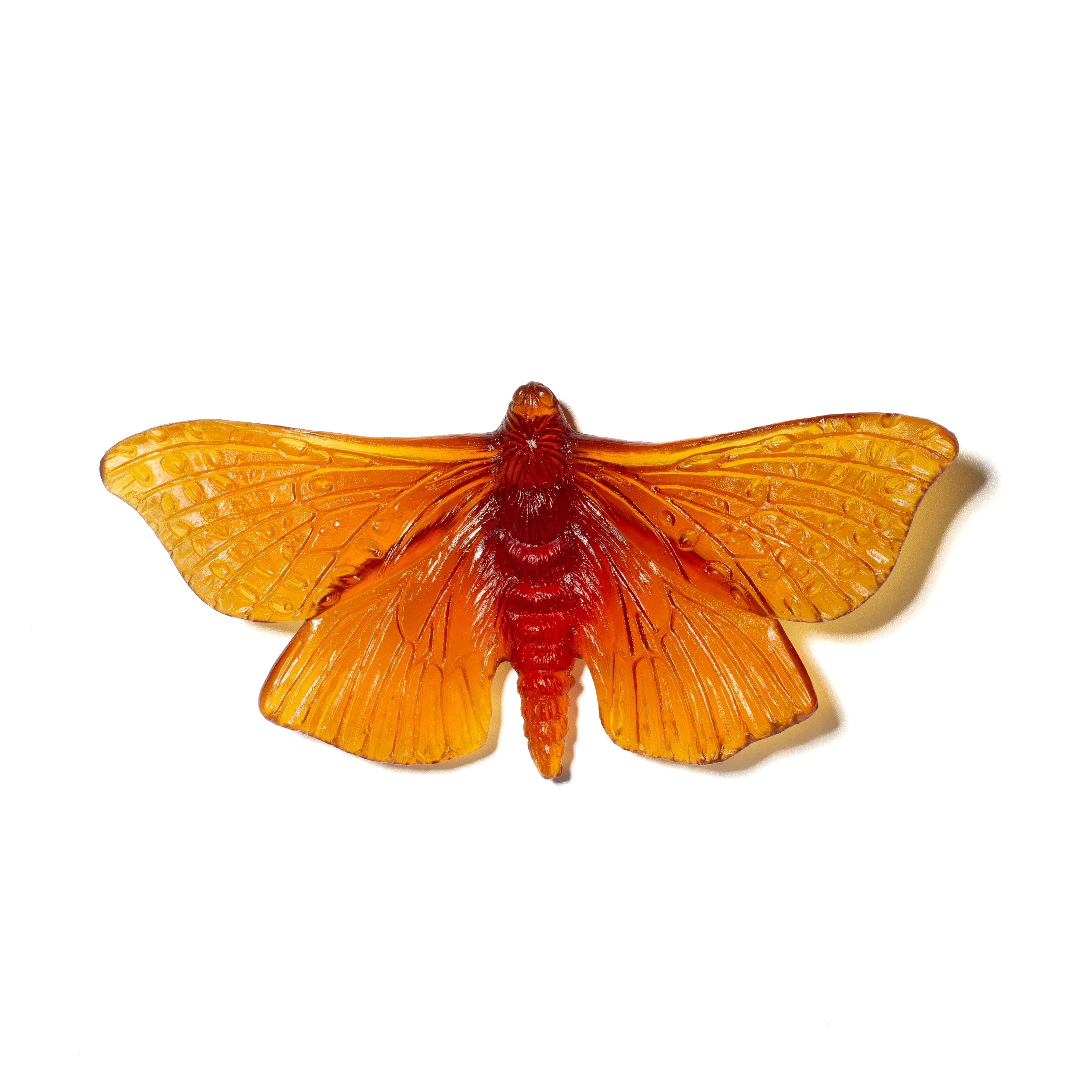 Pūriri Moth | Glass