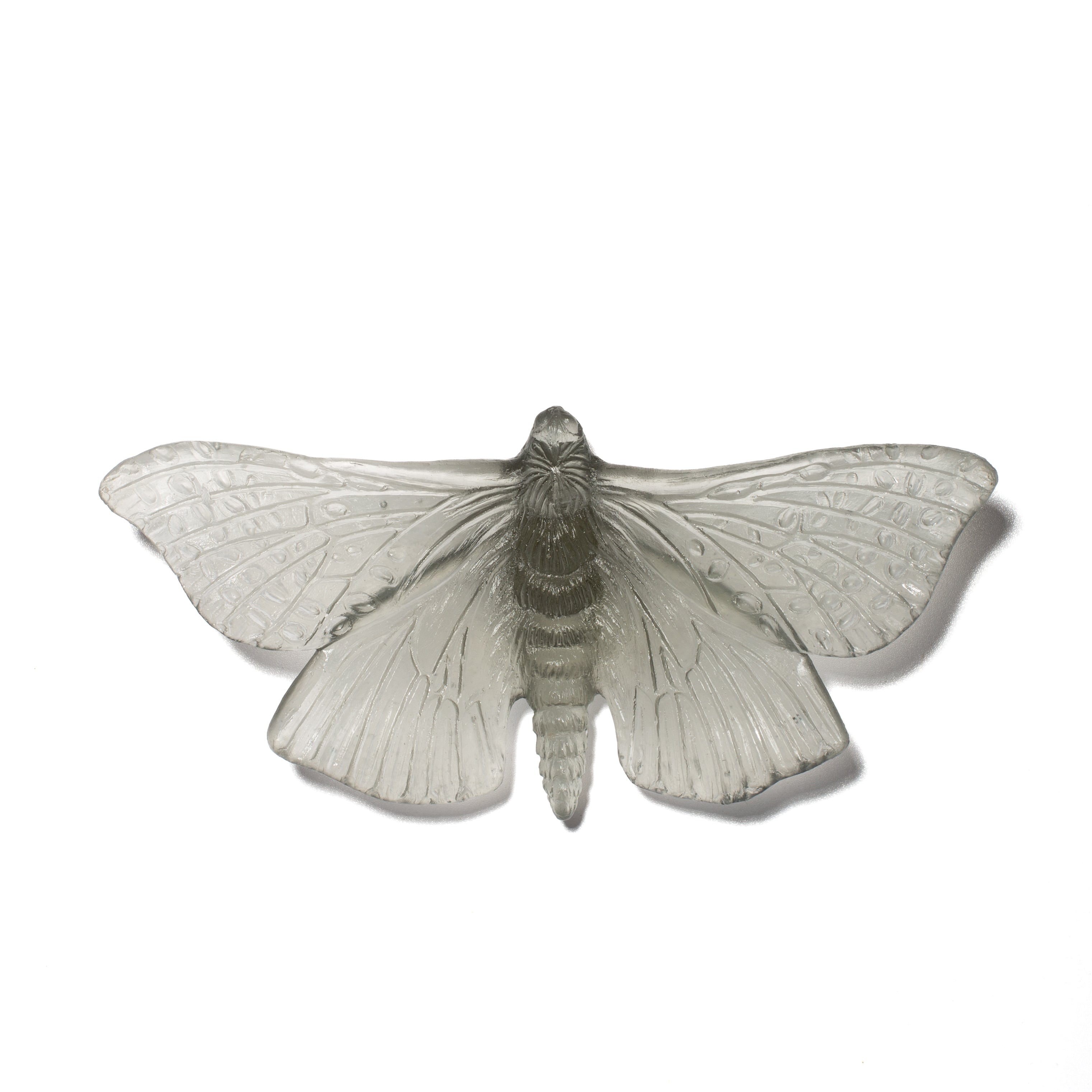 Pūriri Moth | Glass