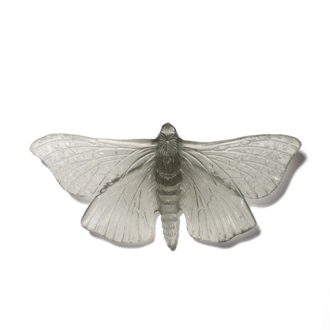 Pūriri Moth | Glass