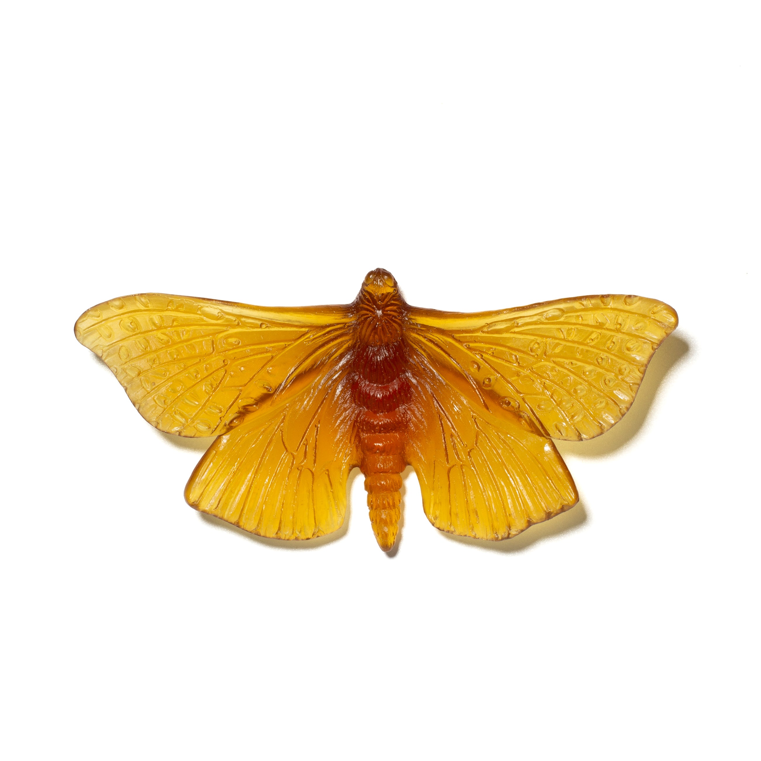 Pūriri Moth | Glass