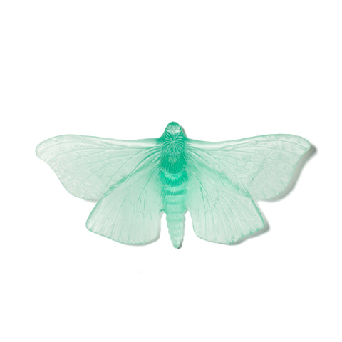Pūriri Moth | Glass