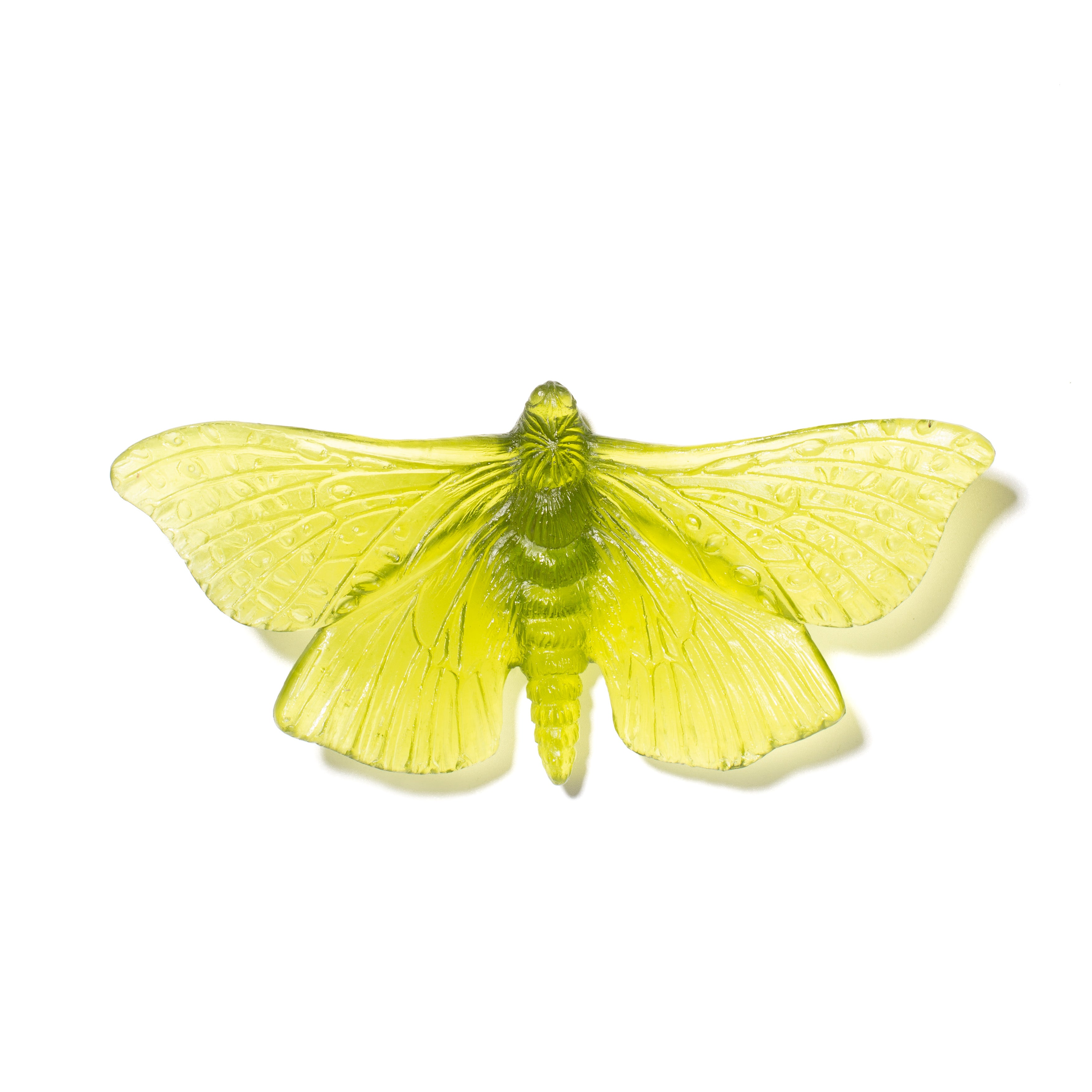 Pūriri Moth | Glass