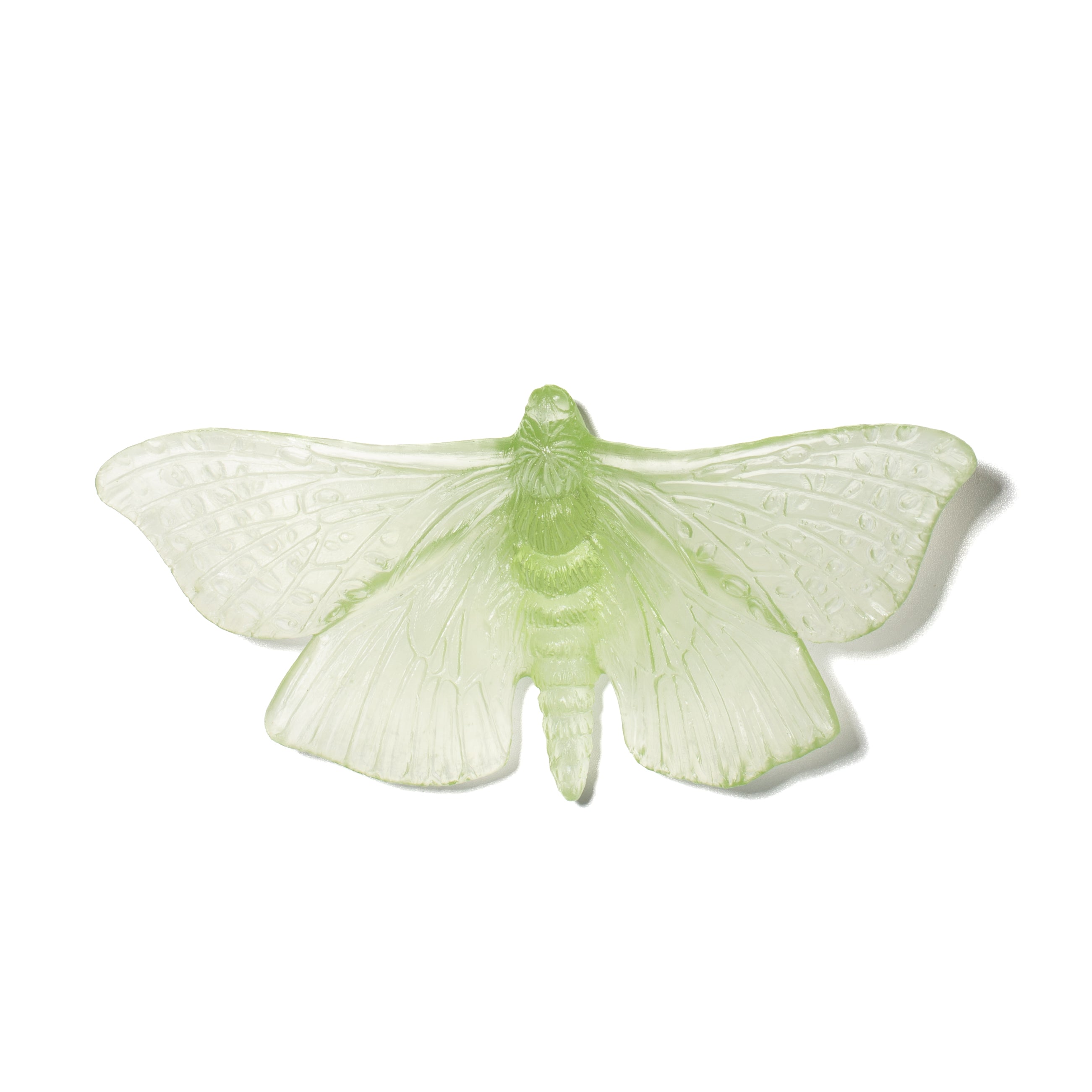 Pūriri Moth | Glass