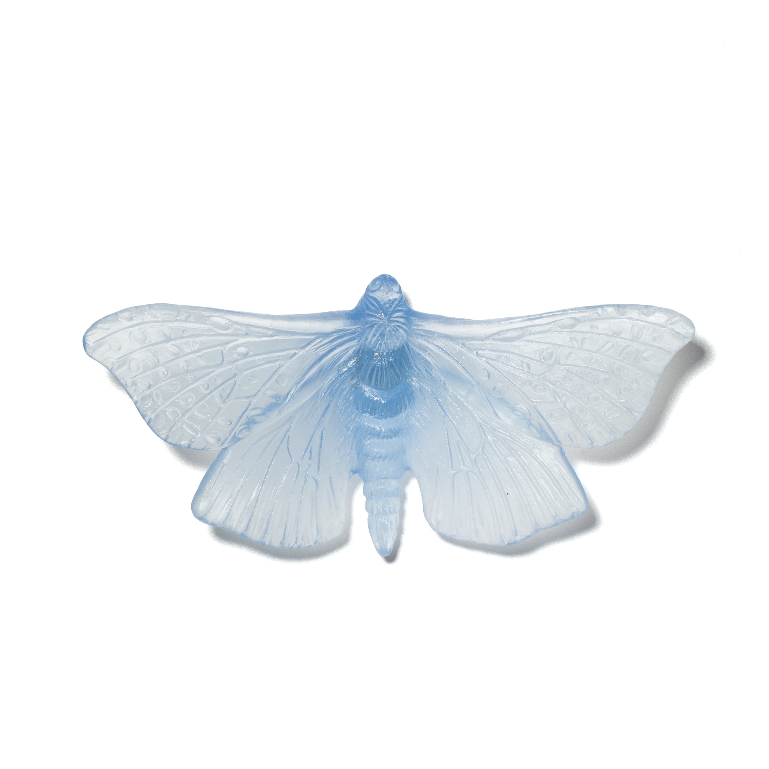 Pūriri Moth | Glass
