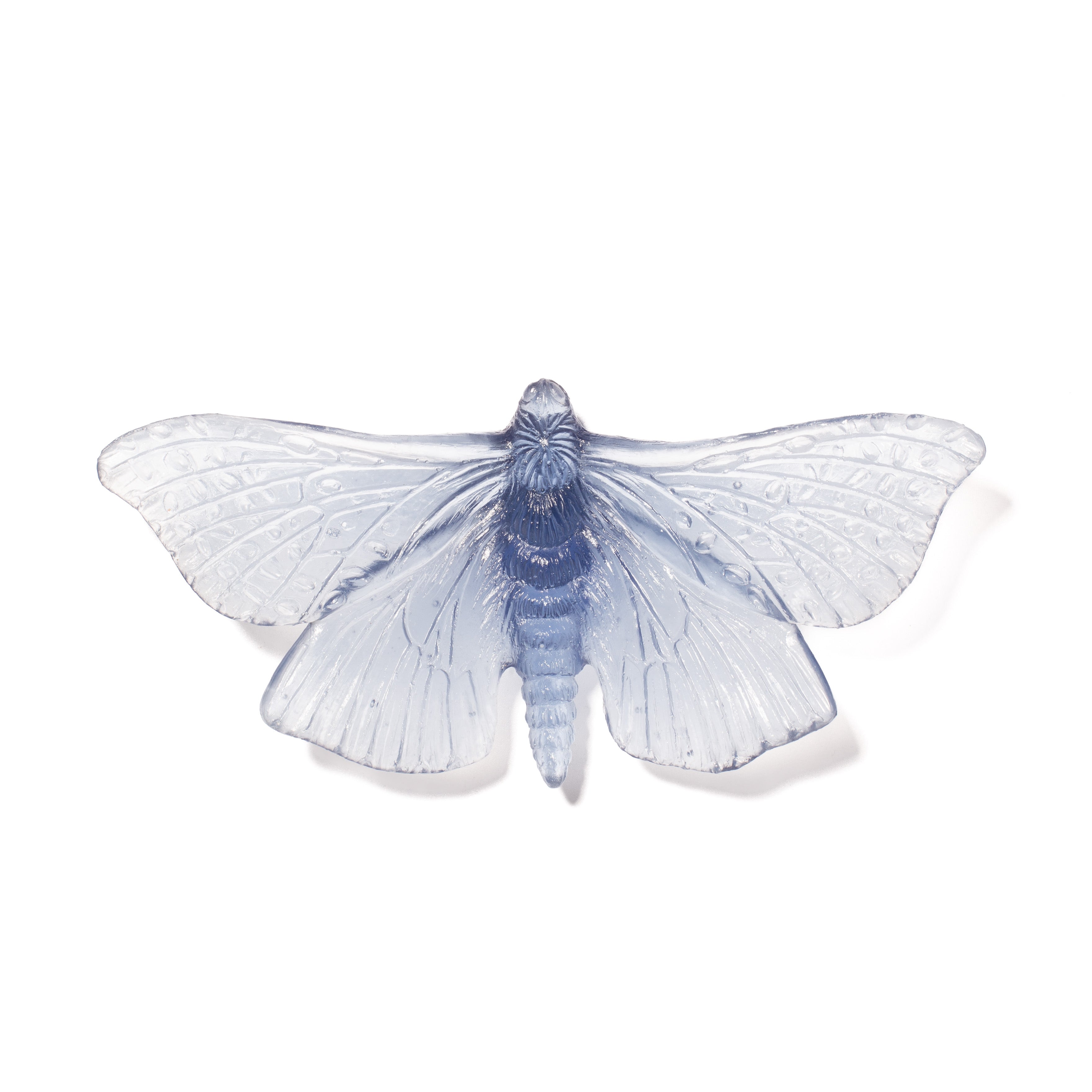 Pūriri Moth | Glass