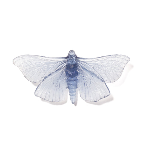 Pūriri Moth | Glass
