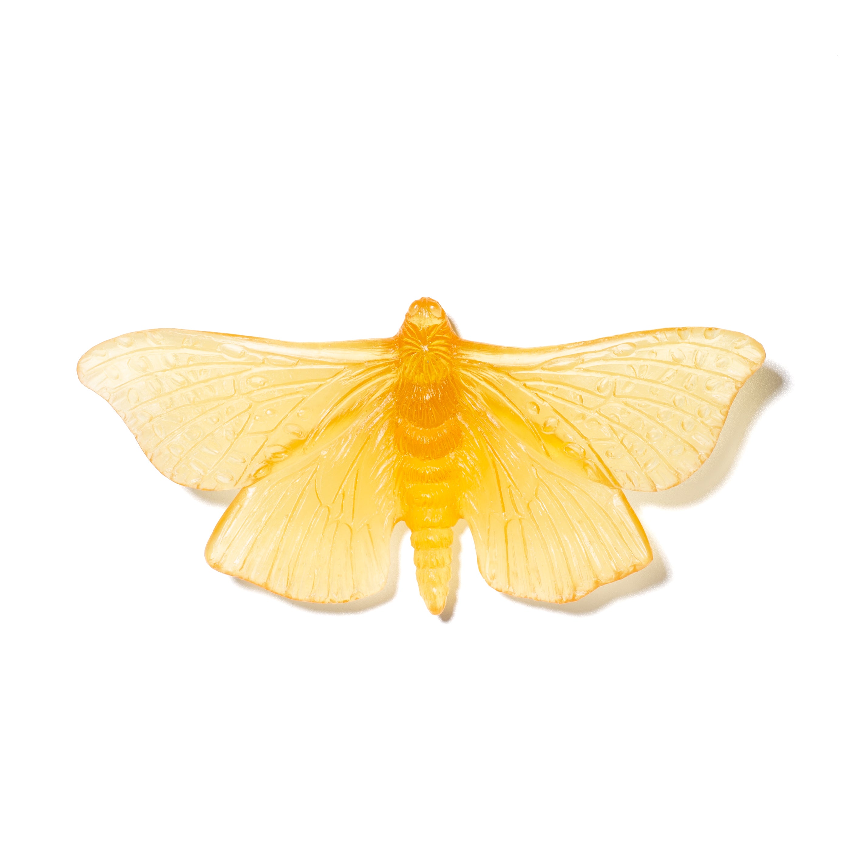 Pūriri Moth | Glass