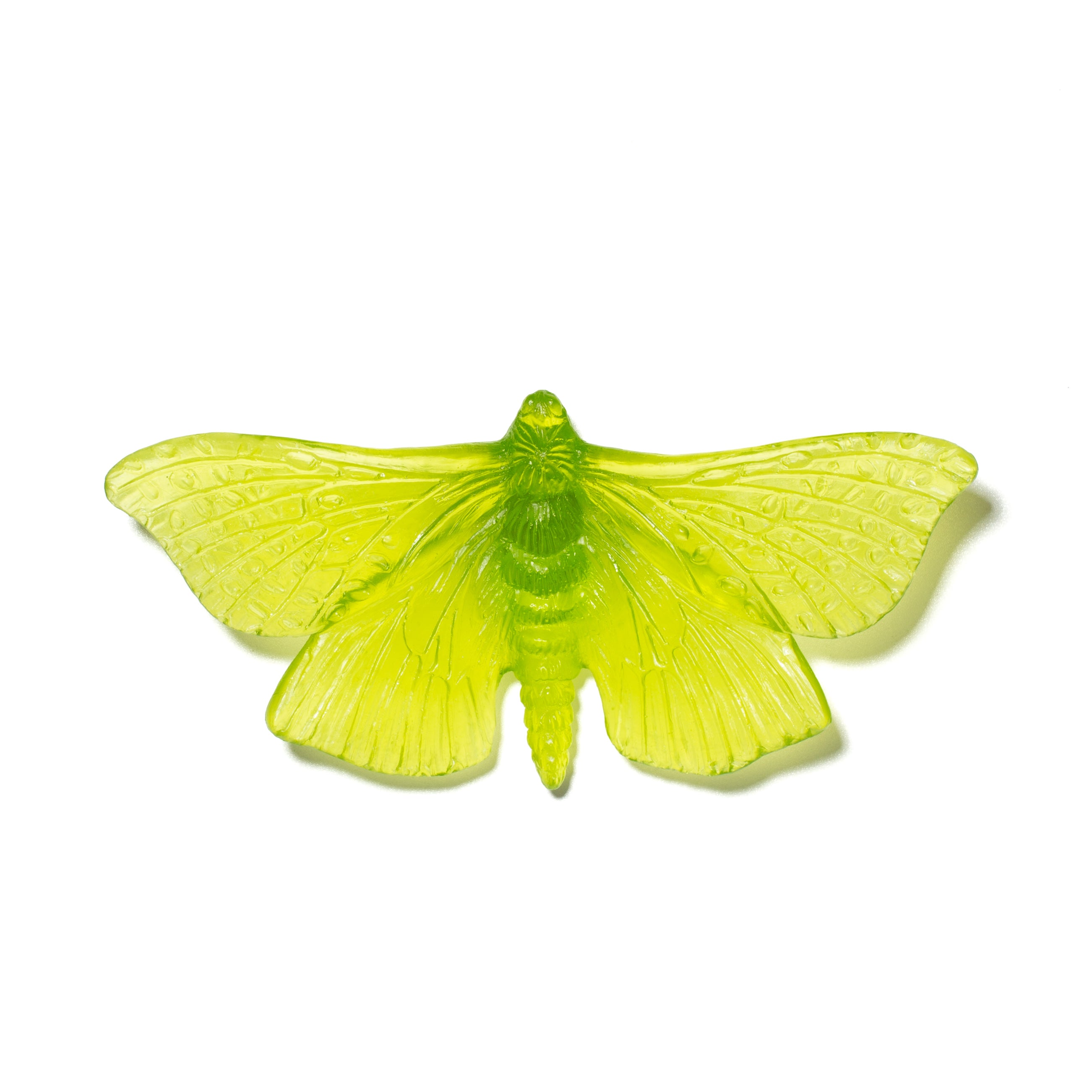Pūriri Moth | Glass