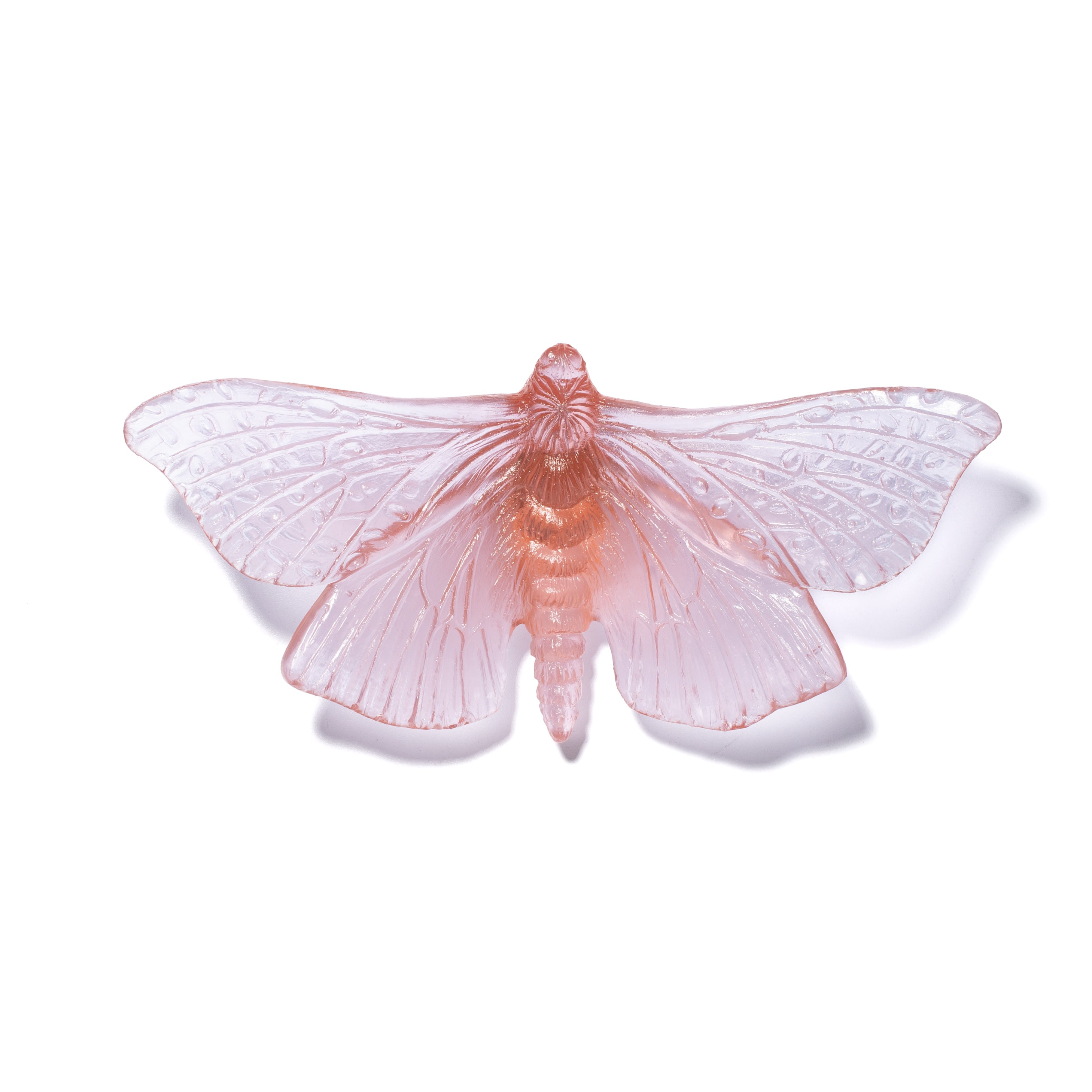 Pūriri Moth | Glass