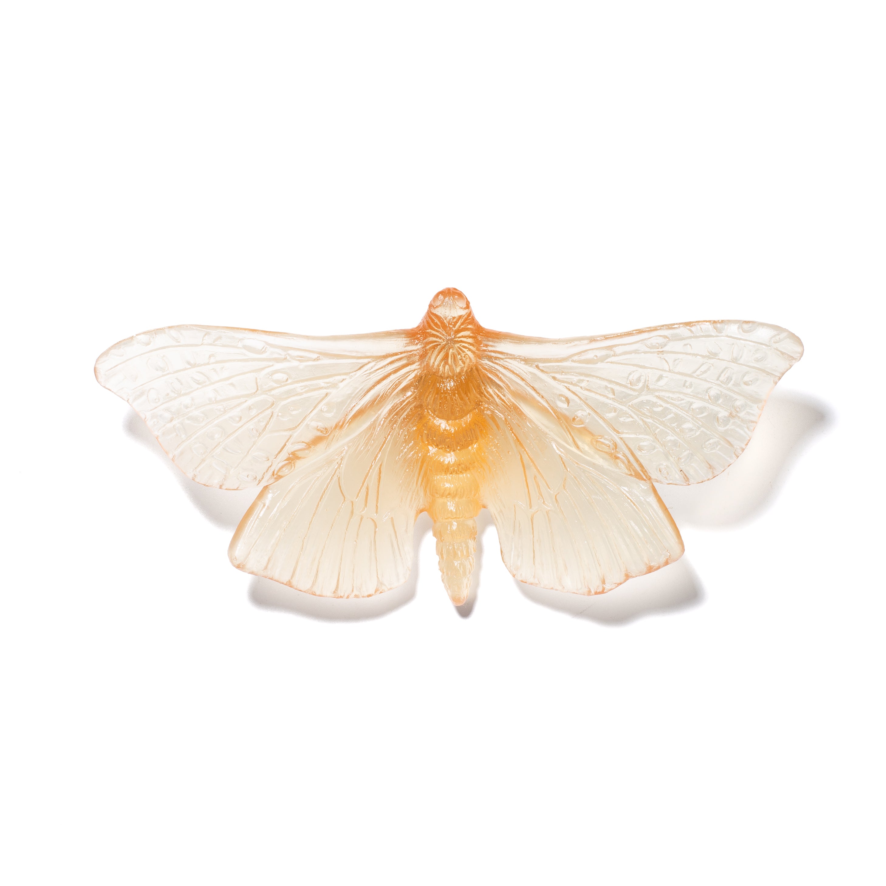 Pūriri Moth | Glass