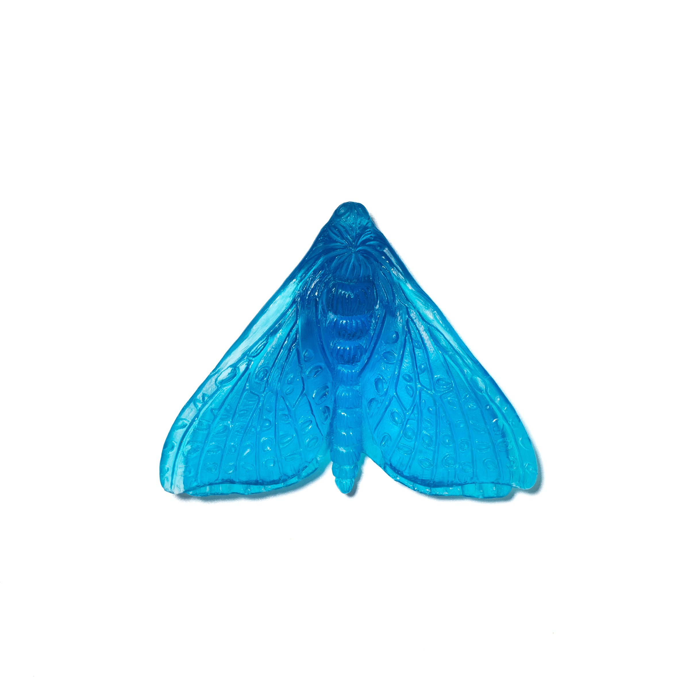Pūriri Moth (Wings In) | Glass