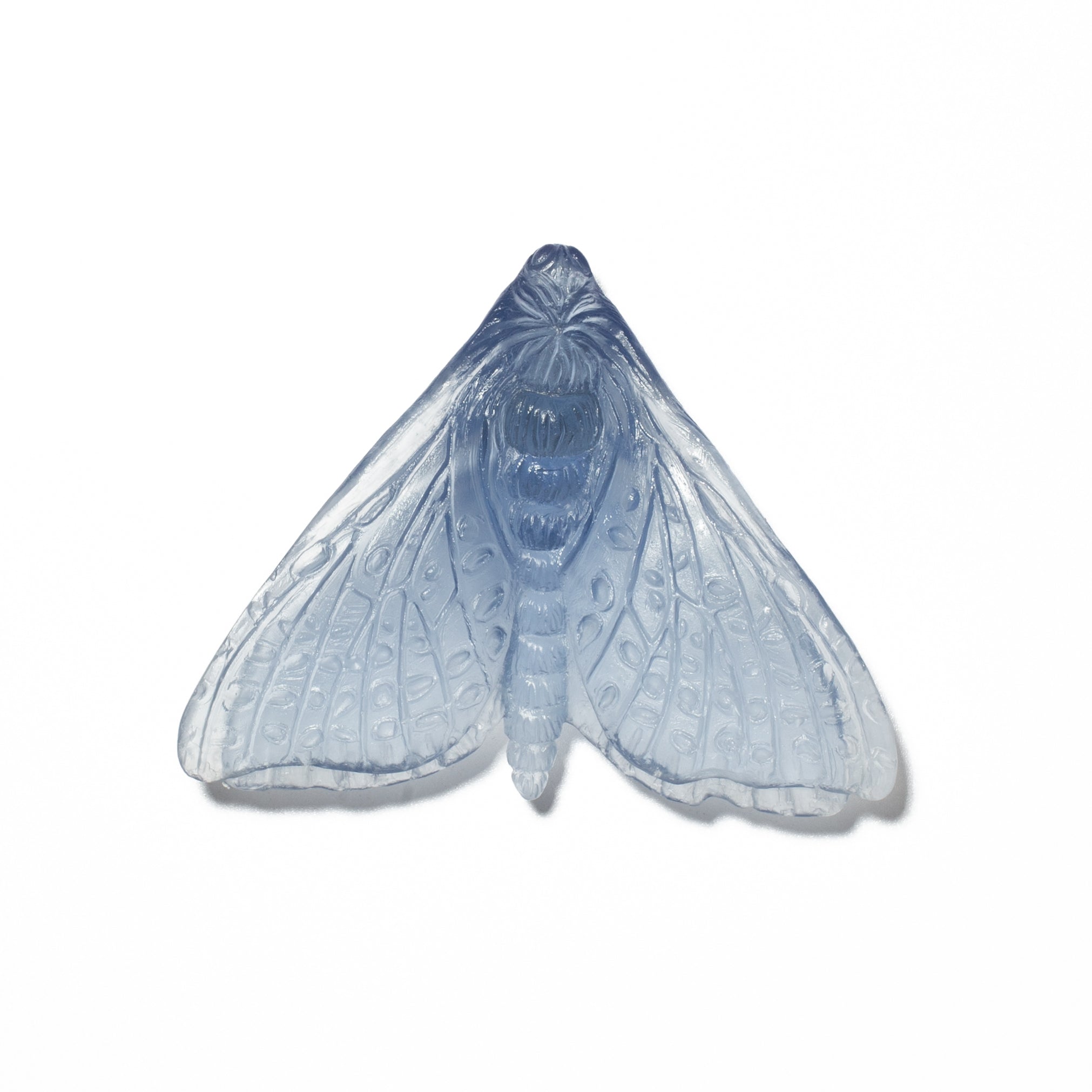 Pūriri Moth (Wings In) | Glass