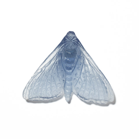 Pūriri Moth (Wings In) | Glass