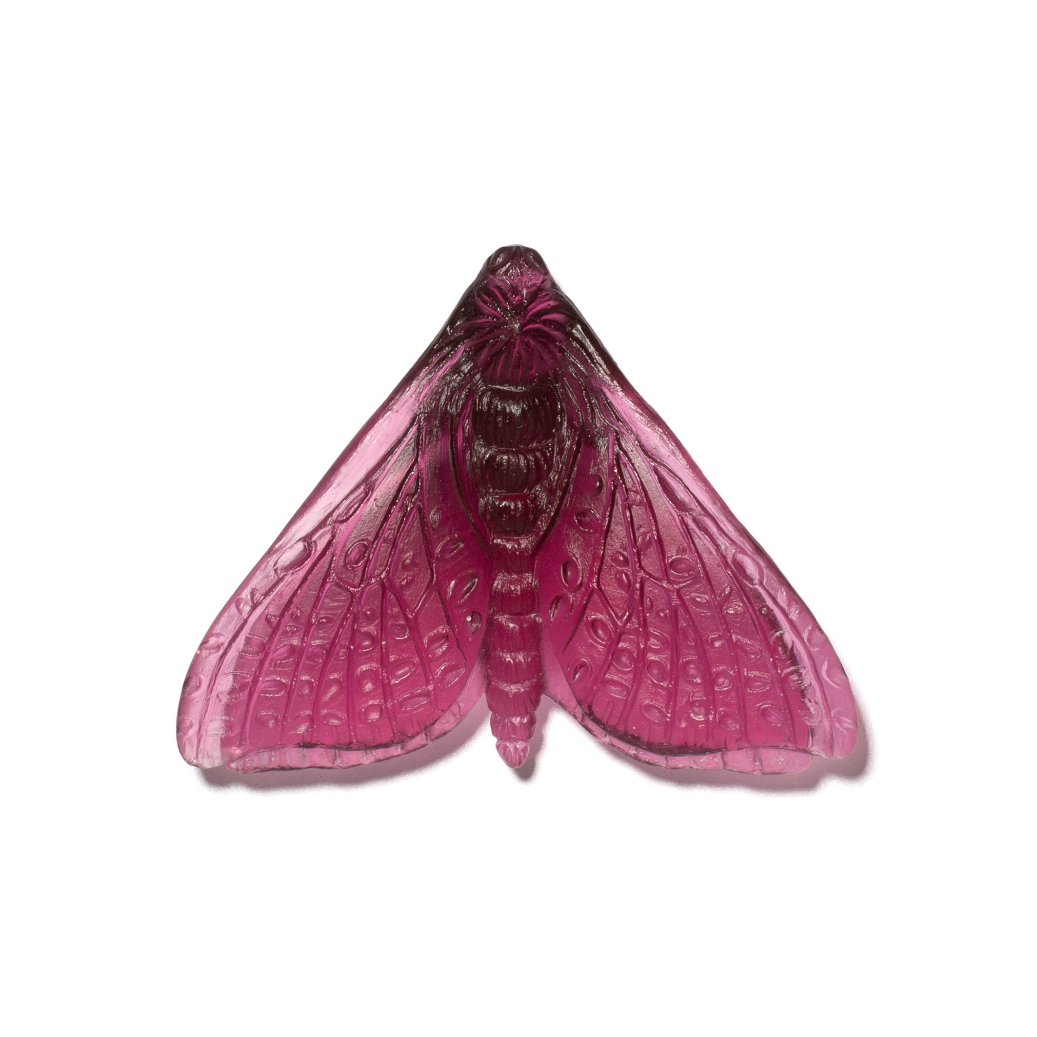 Pūriri Moth (Wings In) | Glass