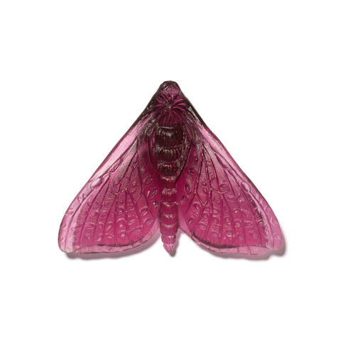 Pūriri Moth (Wings In) | Glass
