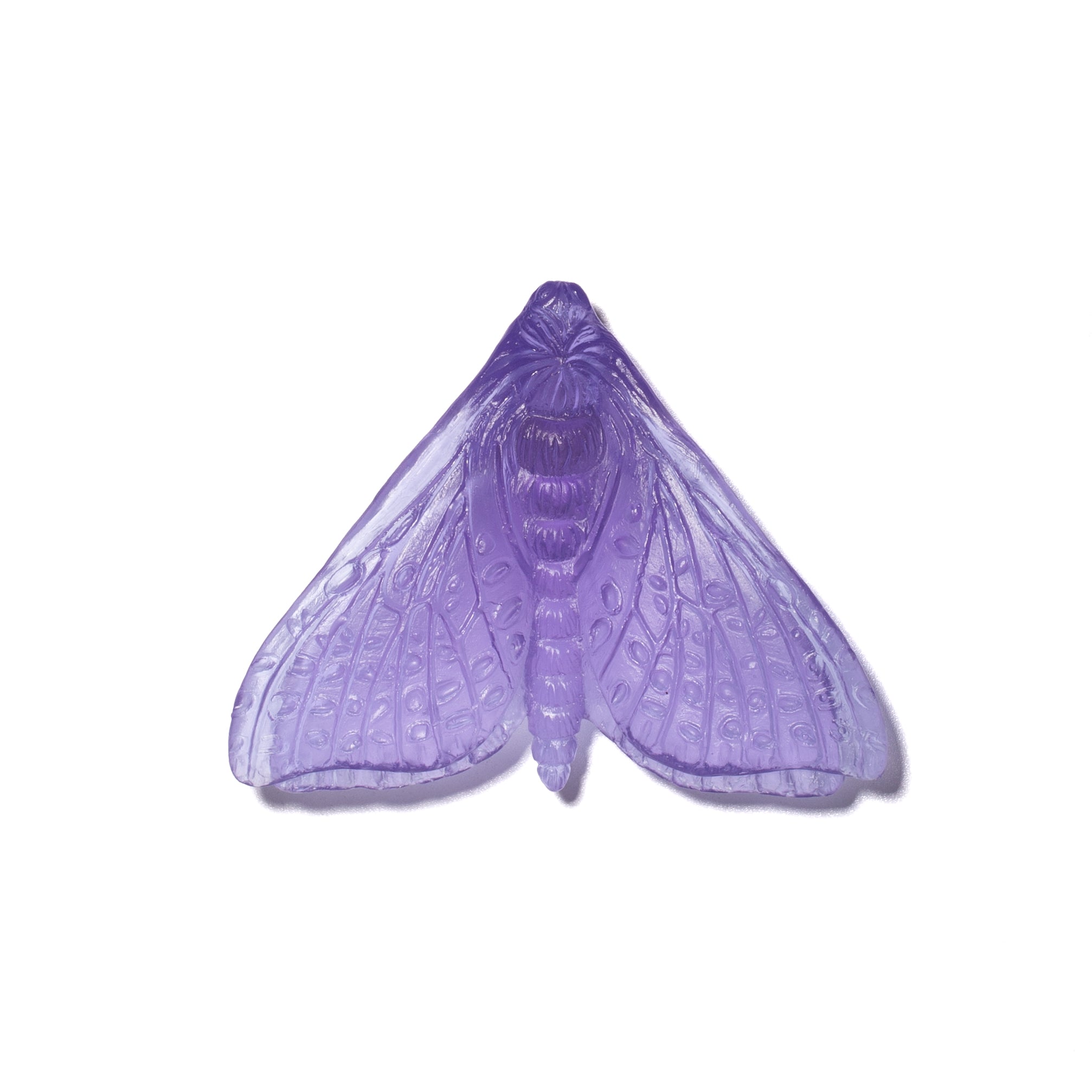 Pūriri Moth (Wings In) | Glass