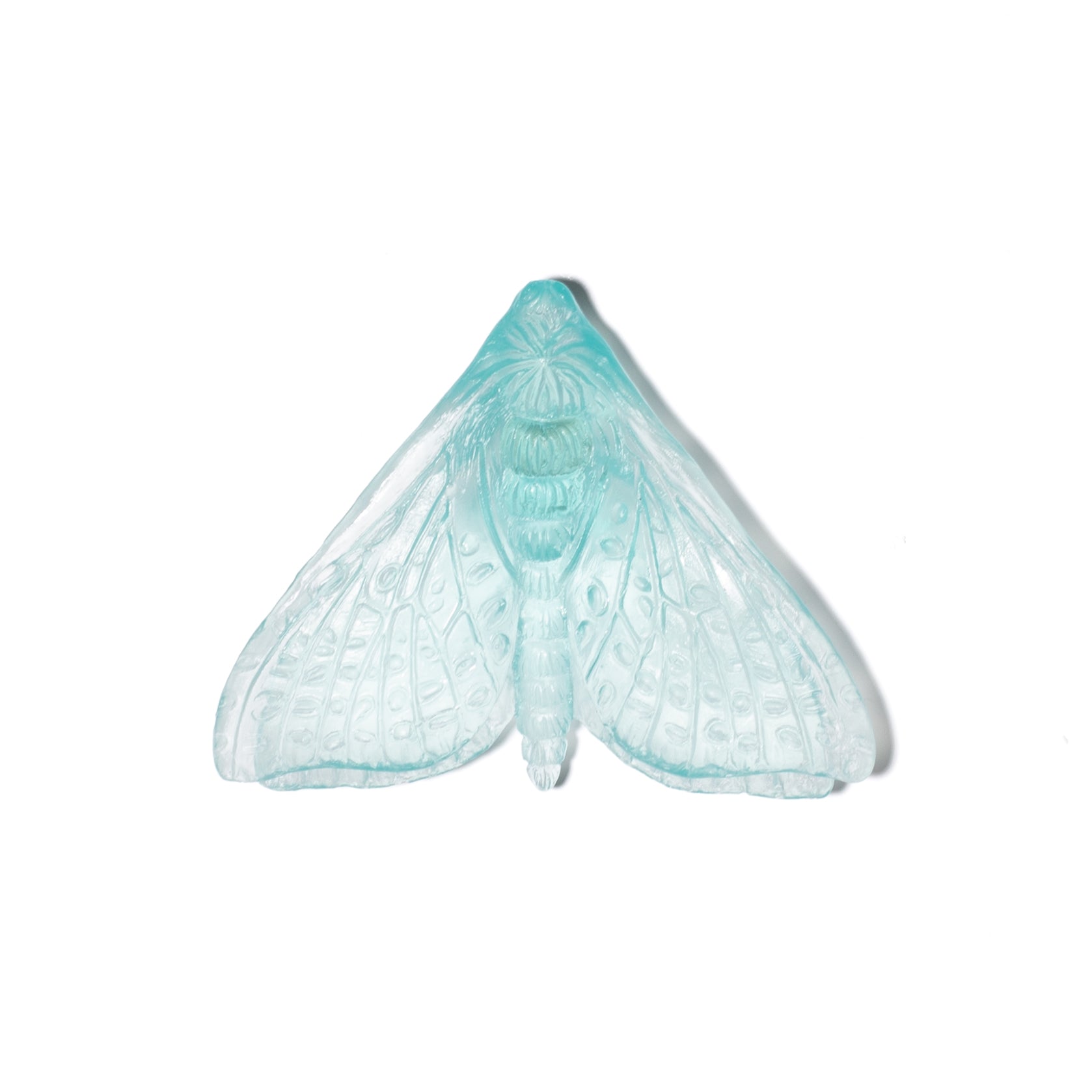 Pūriri Moth (Wings In) | Glass