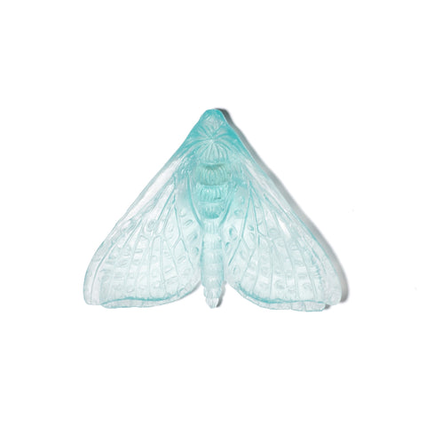Pūriri Moth (Wings In) | Glass