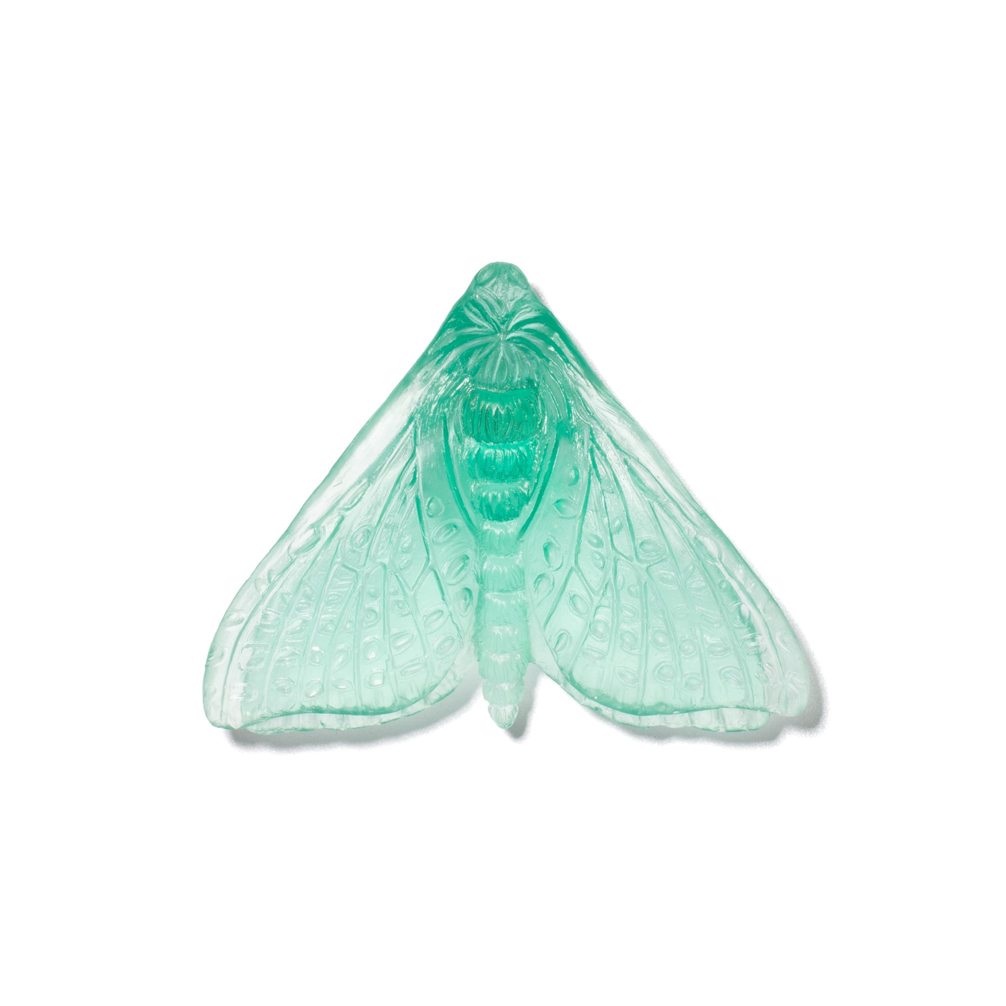Pūriri Moth (Wings In) | Glass