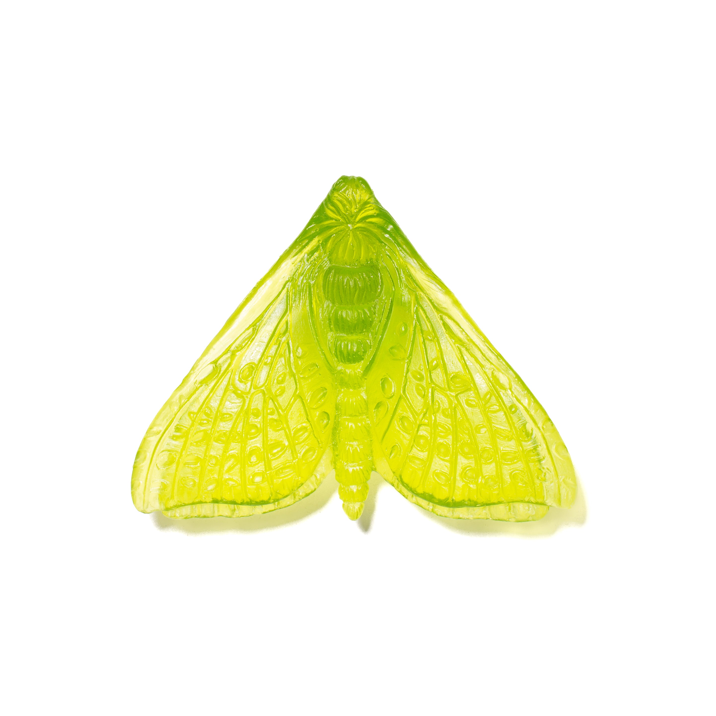 Pūriri Moth (Wings In) | Glass