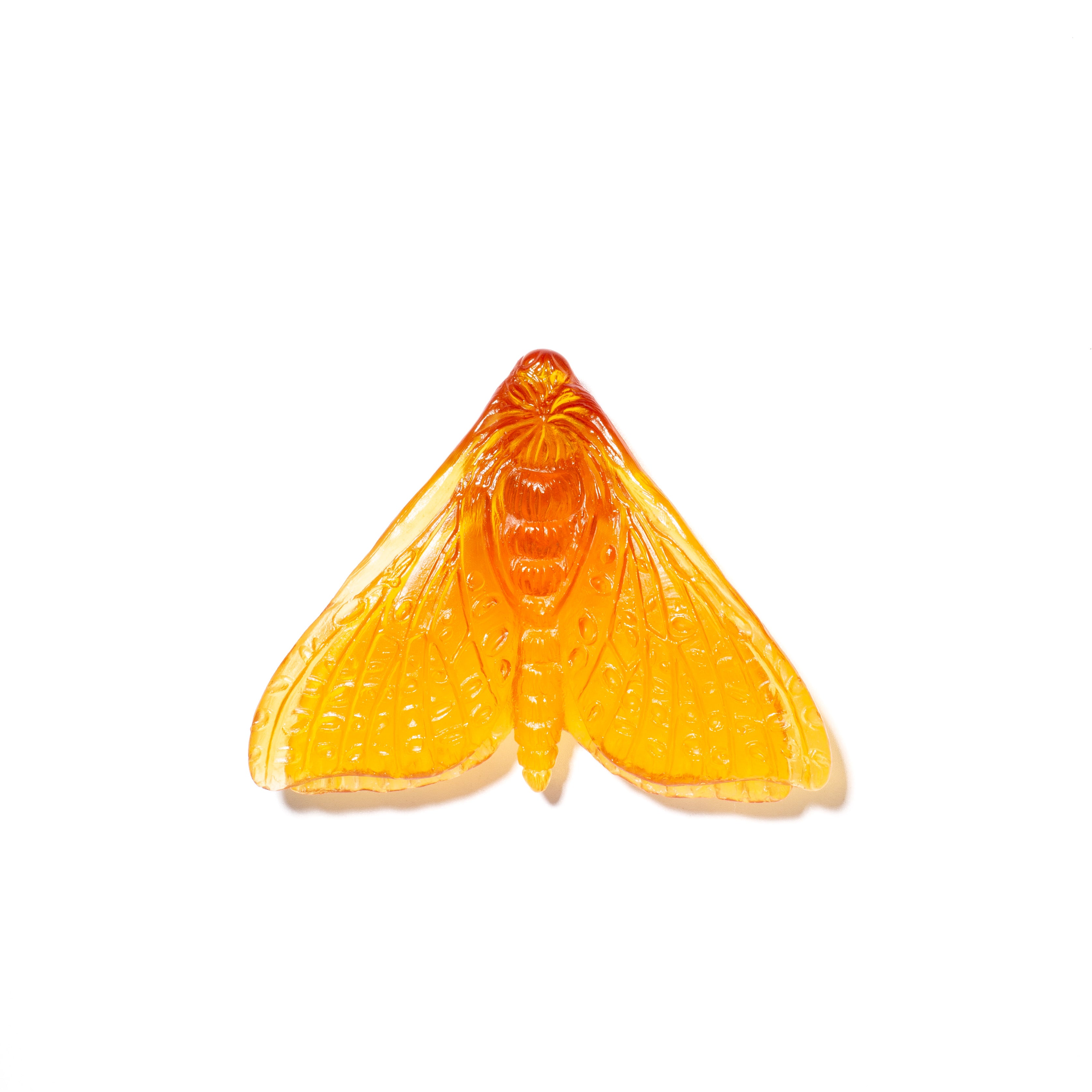 Pūriri Moth (Wings In) | Glass