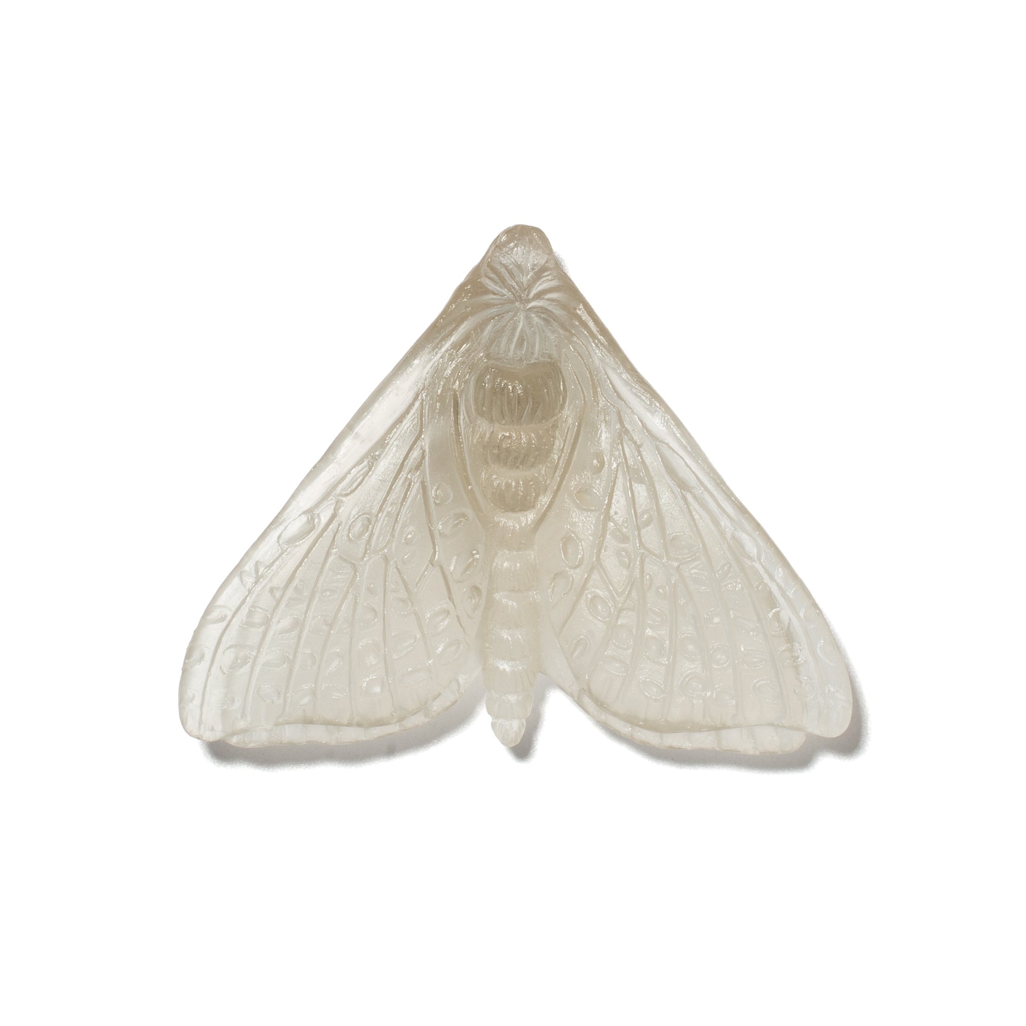 Pūriri Moth (Wings In) | Glass