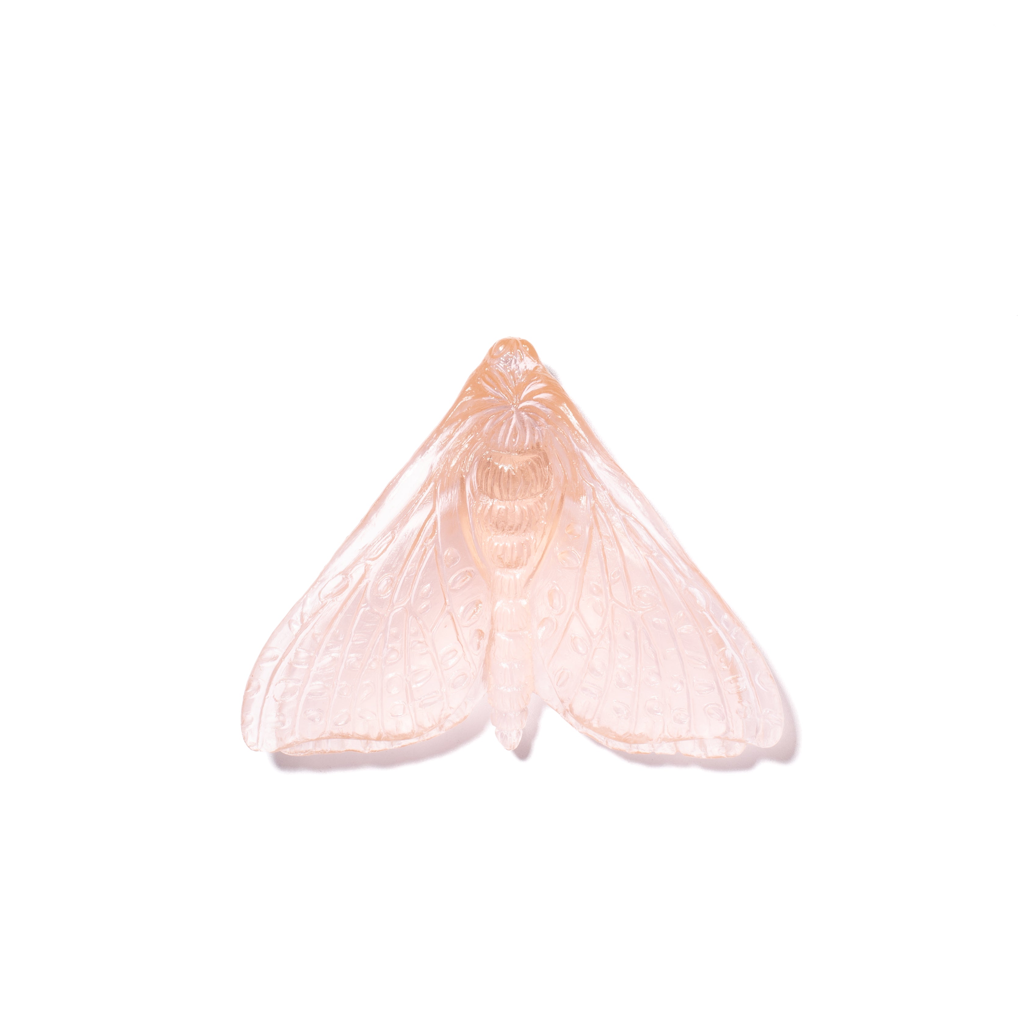 Pūriri Moth (Wings In) | Glass