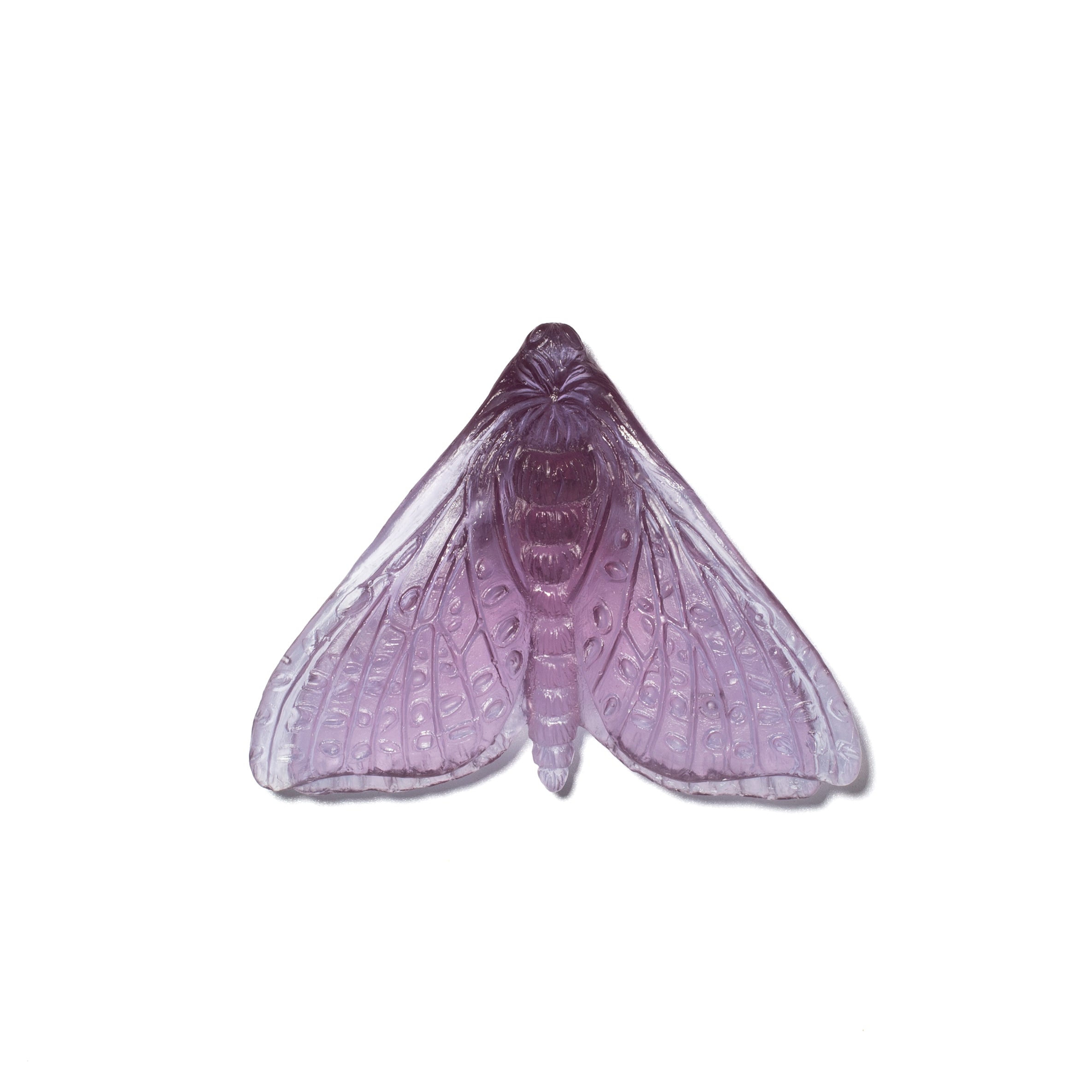 Pūriri Moth (Wings In) | Glass