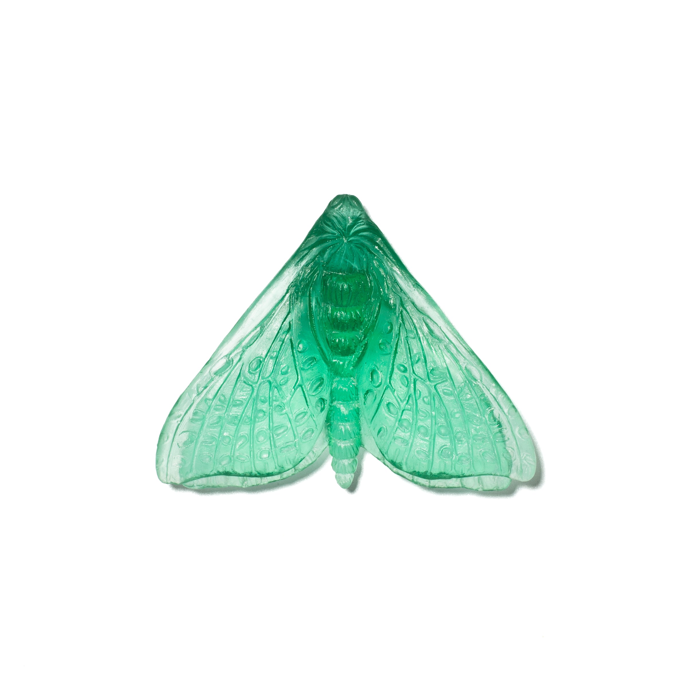 Pūriri Moth (Wings In) | Glass