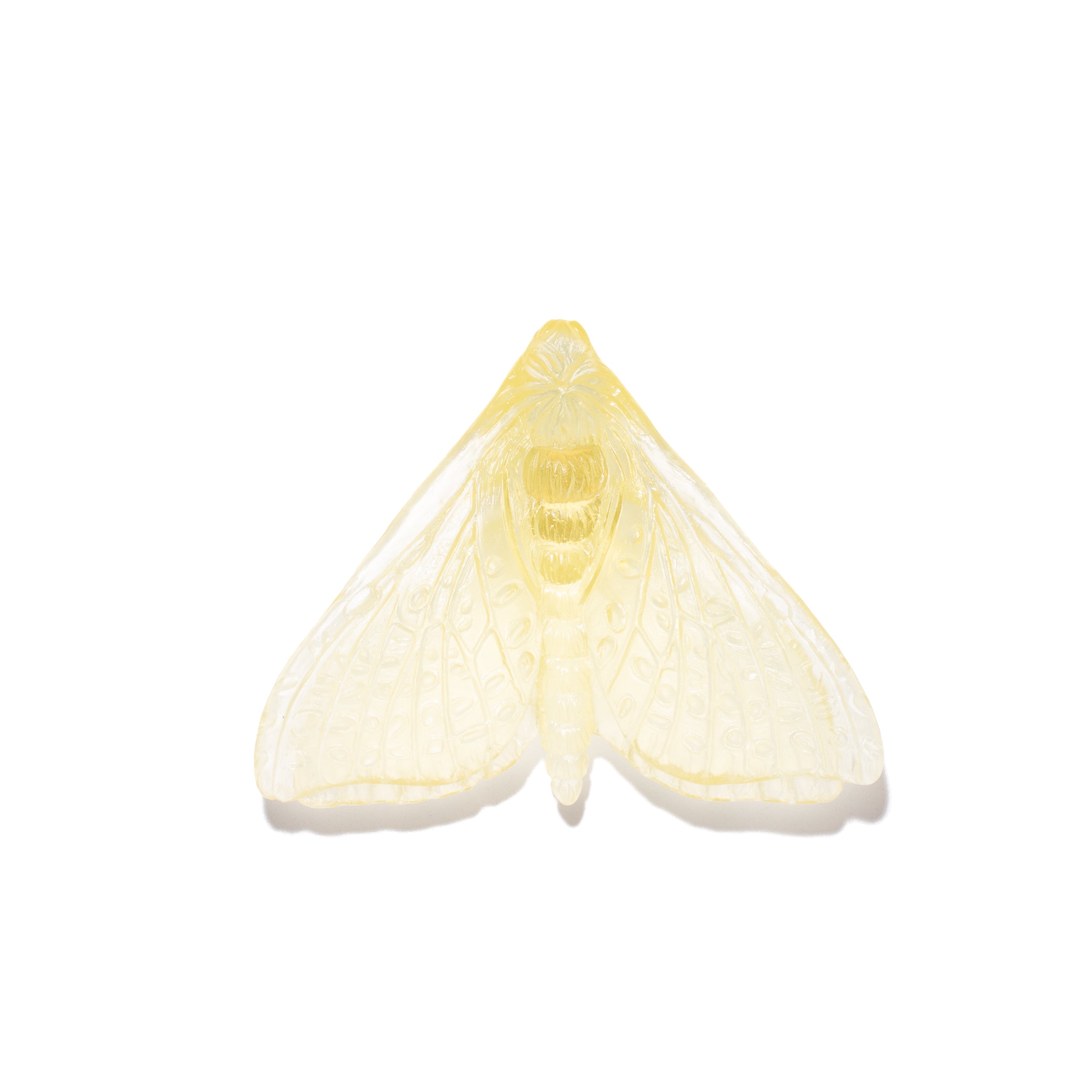 Pūriri Moth (Wings In) | Glass