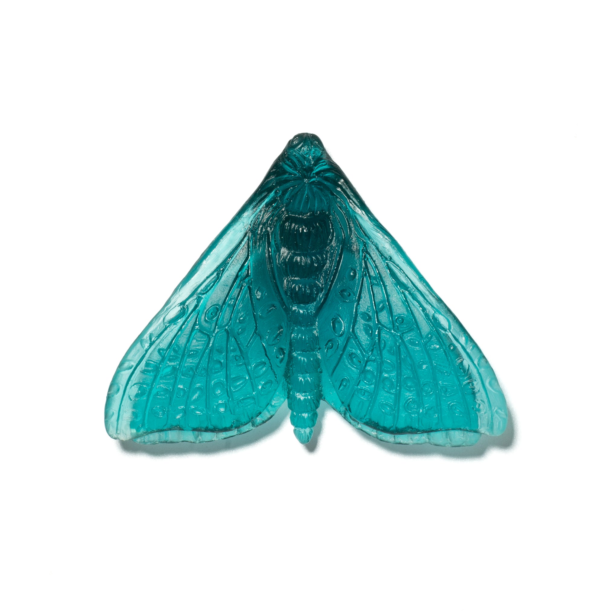 Pūriri Moth (Wings In) | Glass