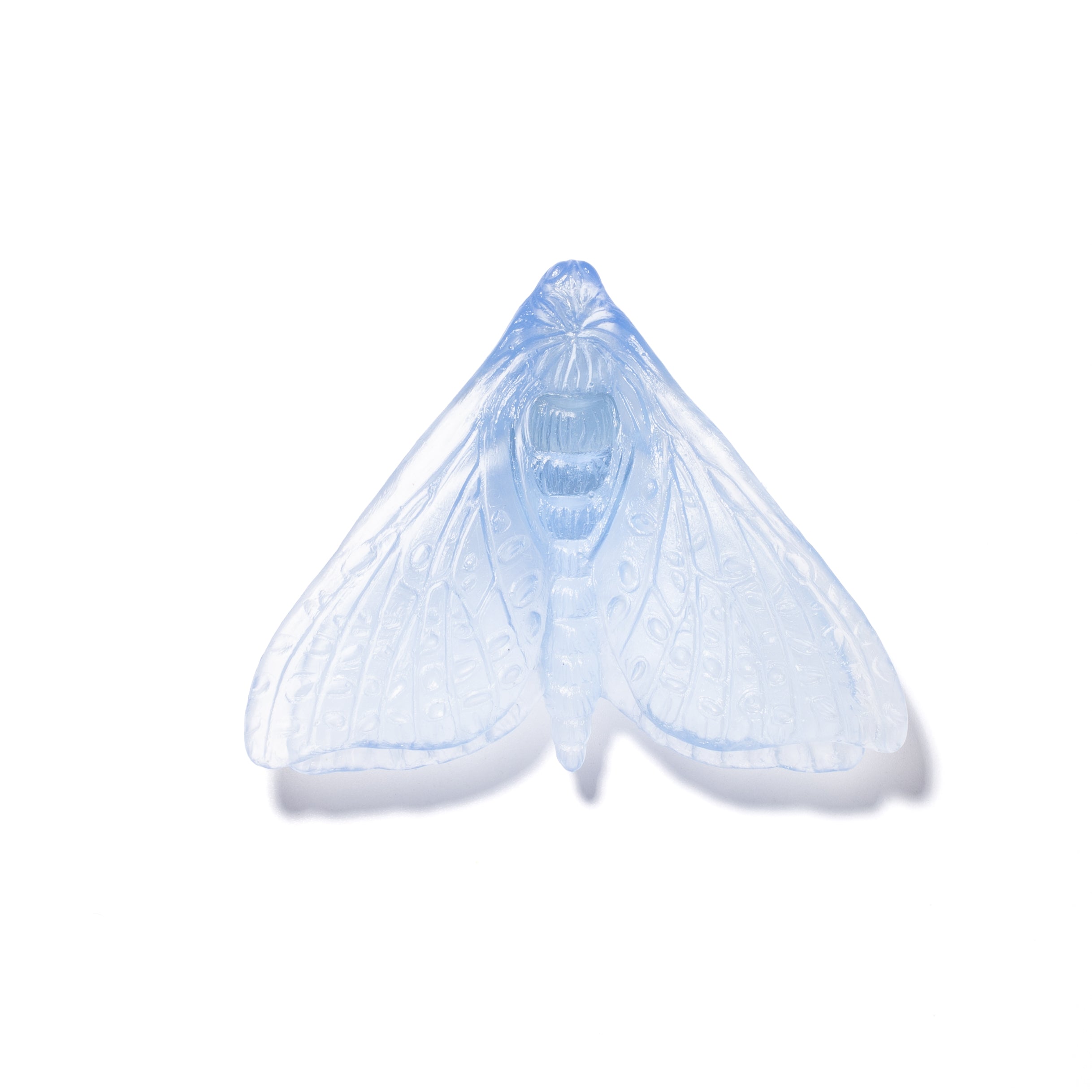 Pūriri Moth (Wings In) | Glass