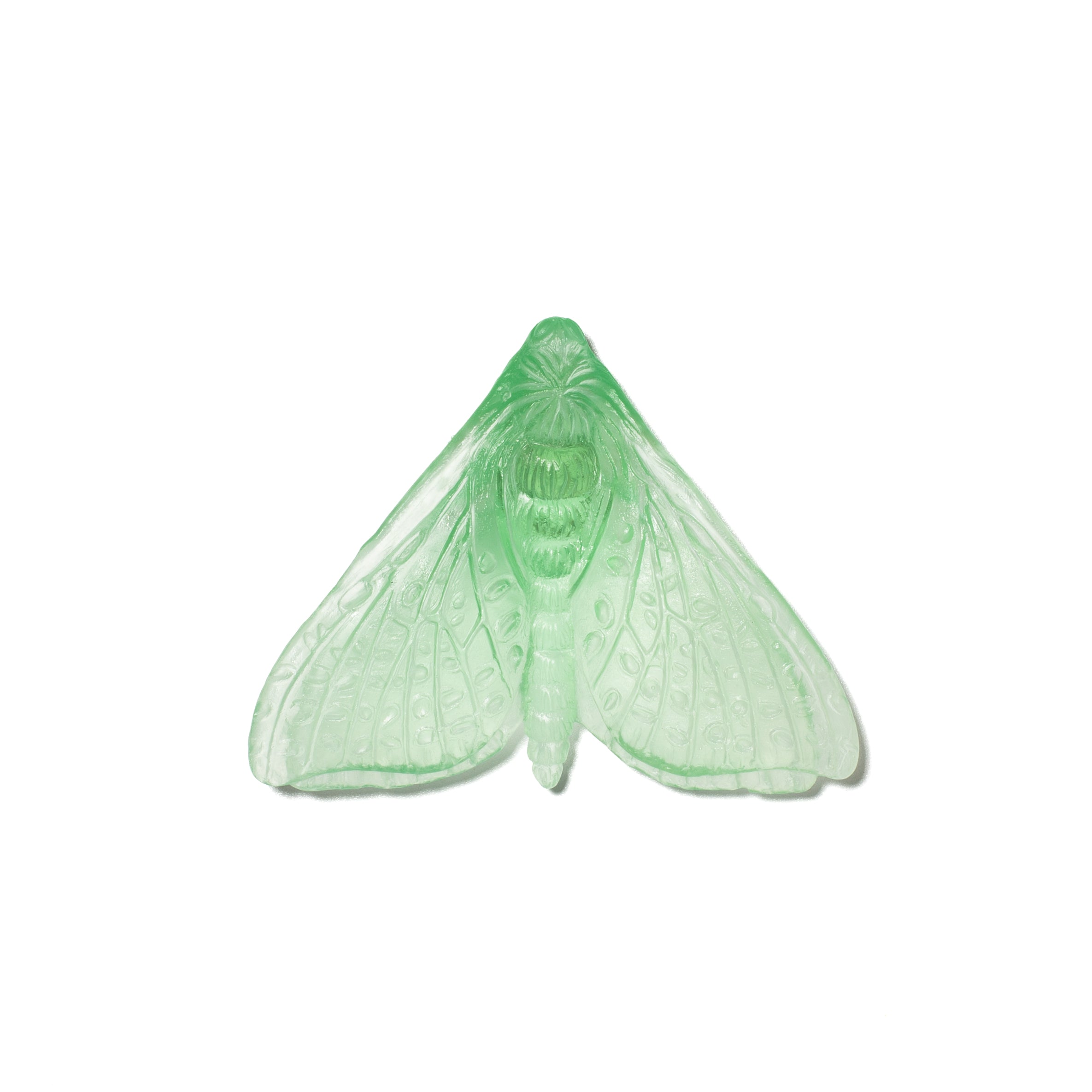 Pūriri Moth (Wings In) | Glass