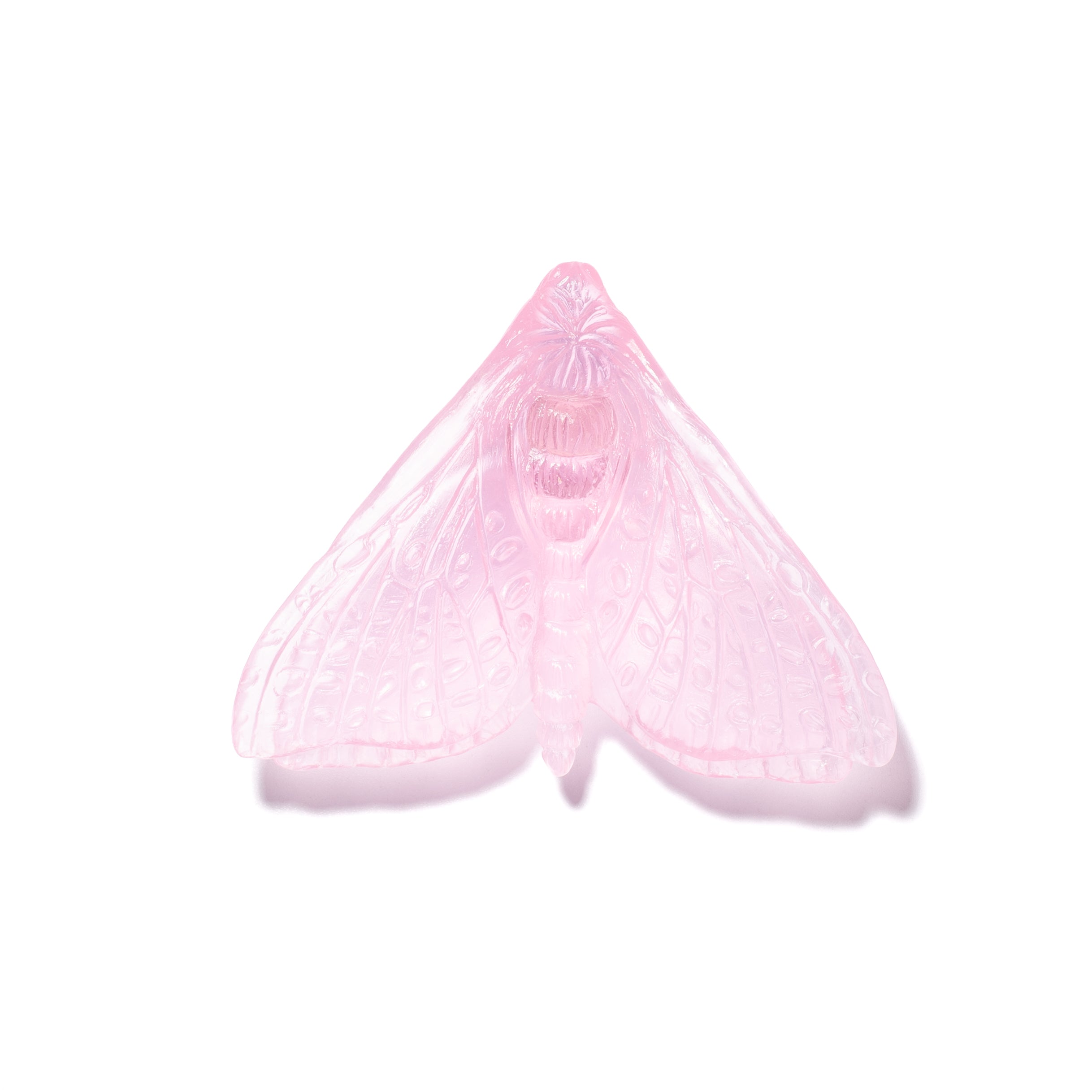 Pūriri Moth (Wings In) | Glass