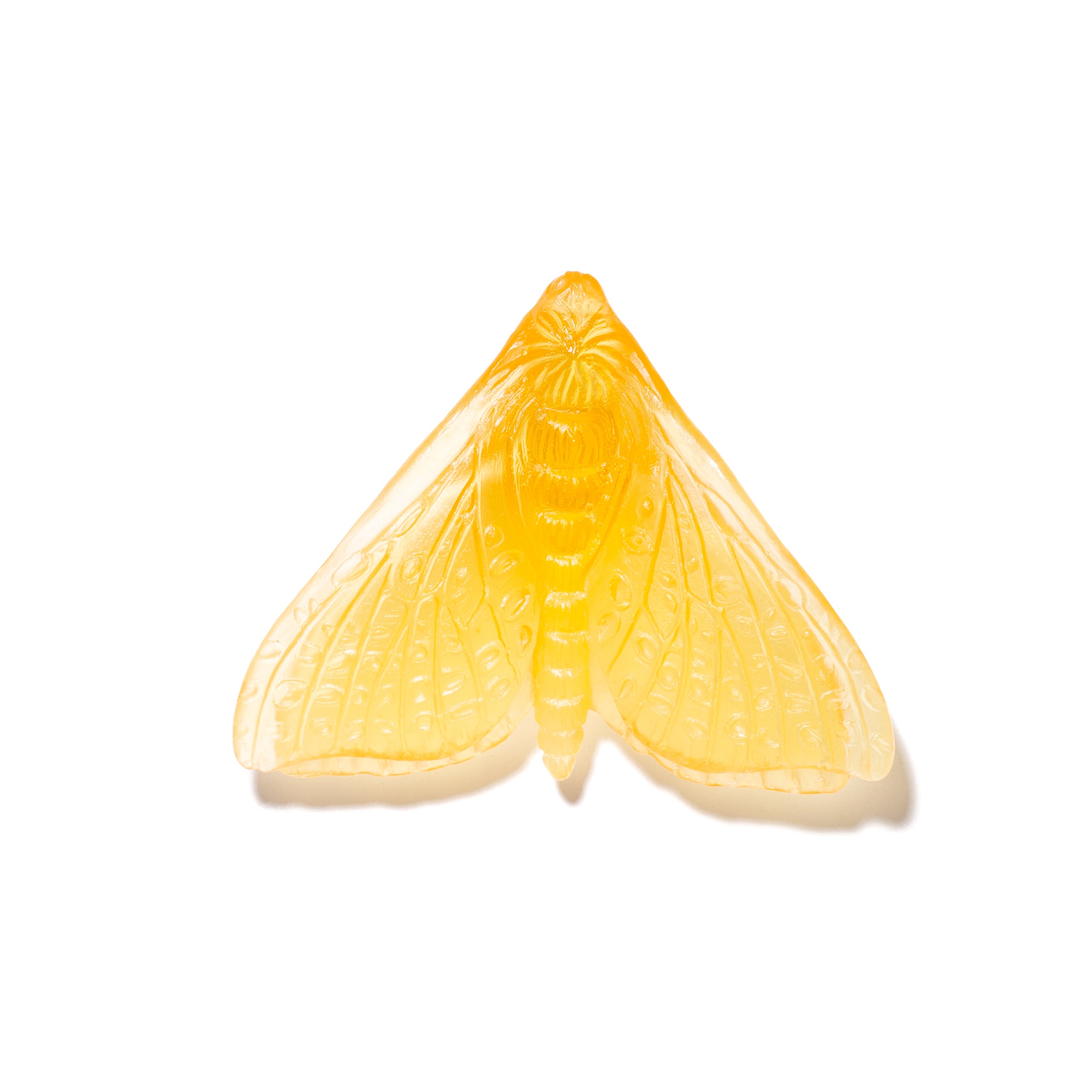 Pūriri Moth (Wings In) | Glass