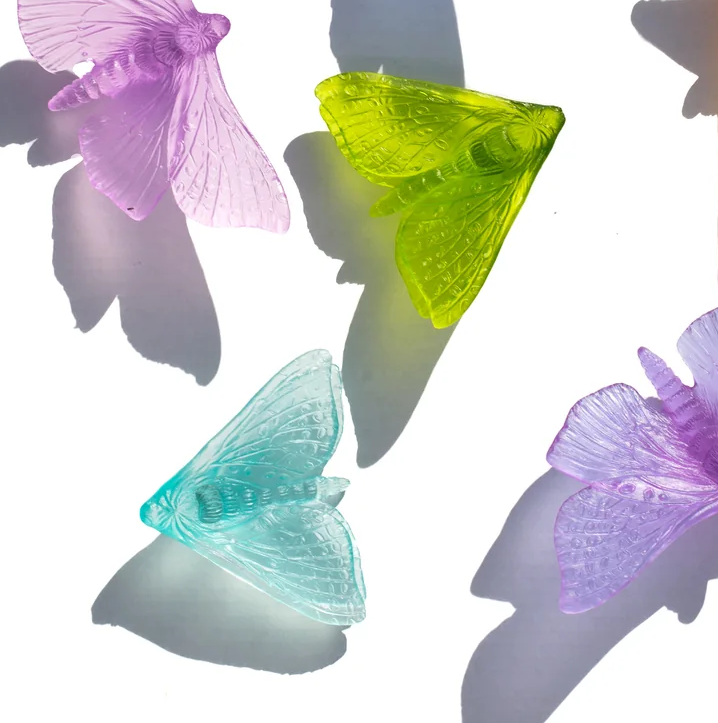 Pūriri Moth (Wings In) | Glass